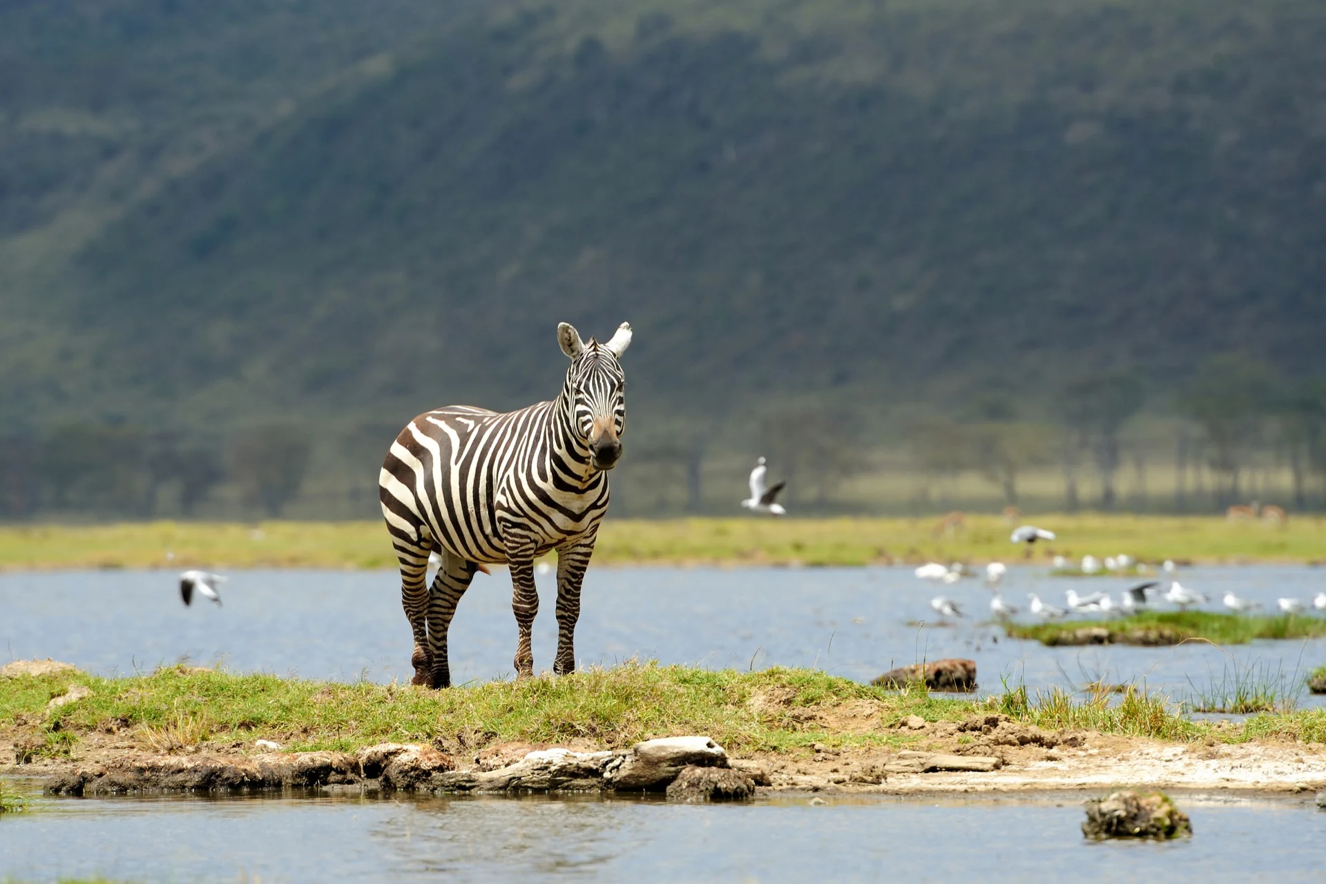 Serengeti – Ngorongoro Crater