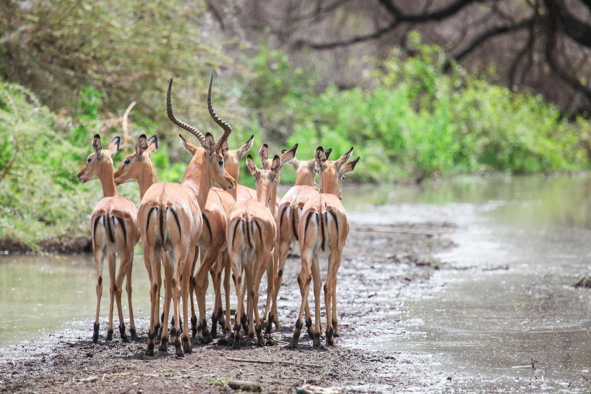 Ngorongoro