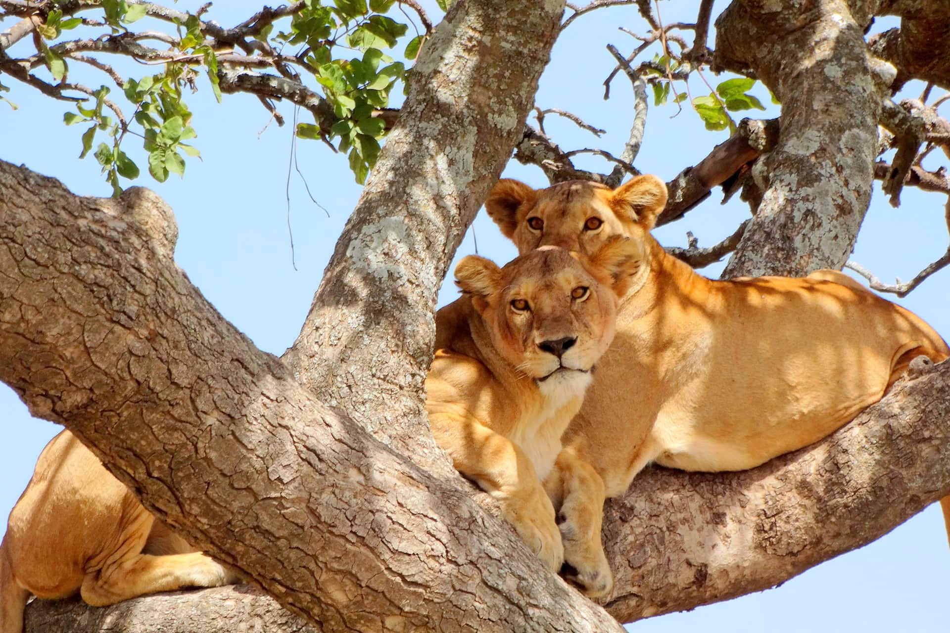 Lake Manyara