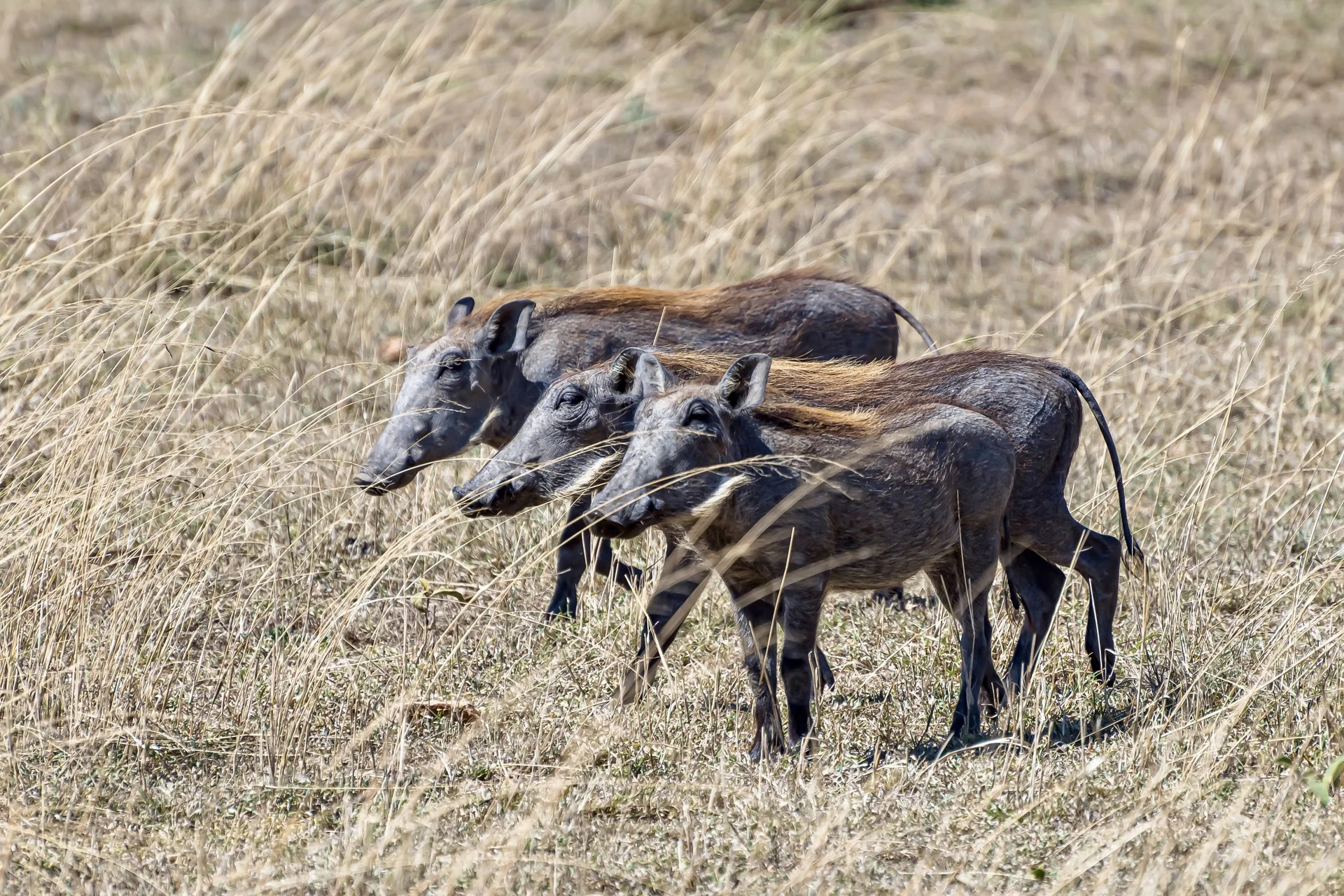 Tarangire National Park