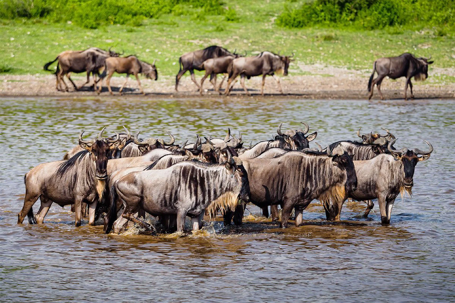 Northern Serengeti