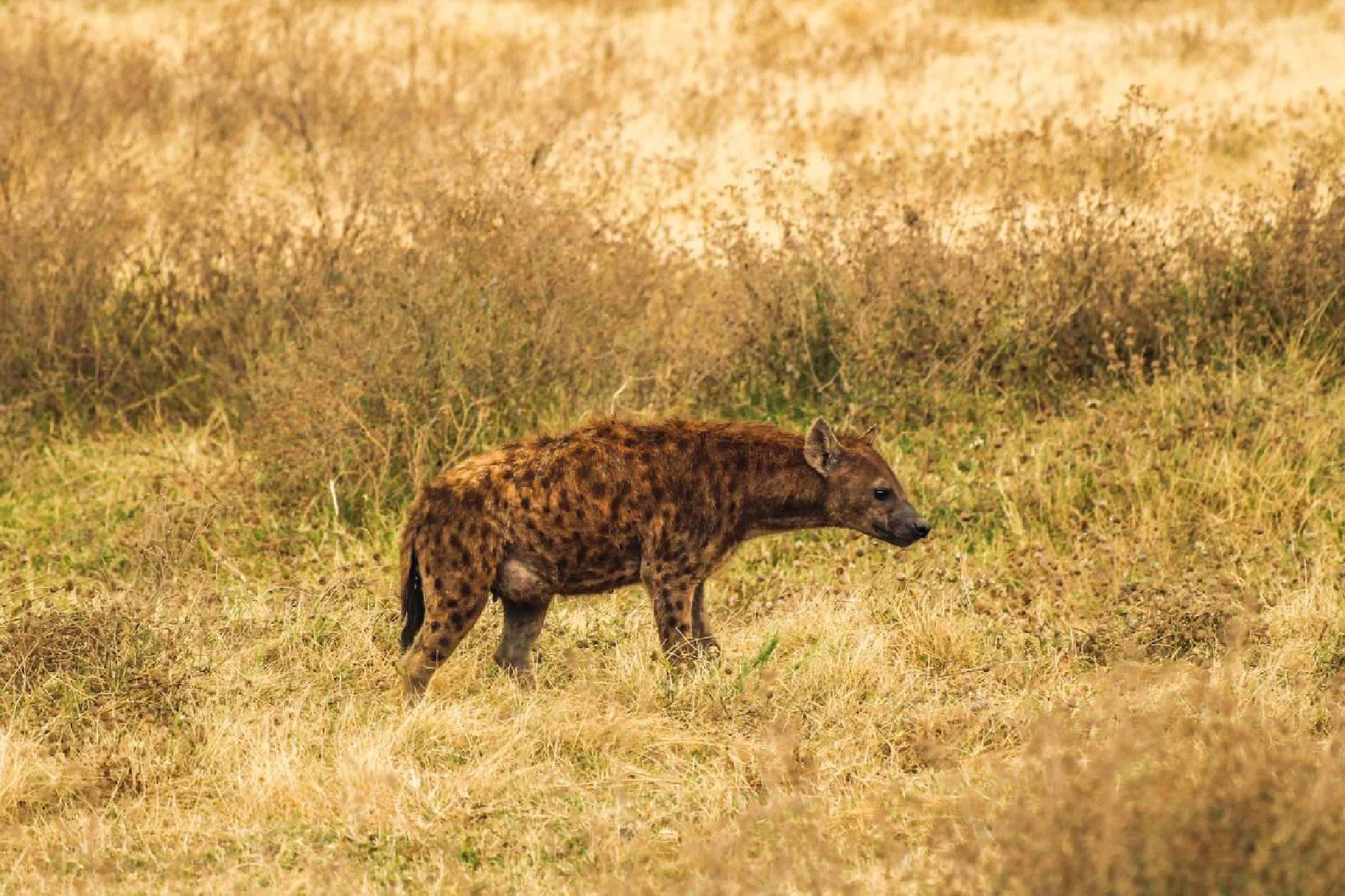 game drive