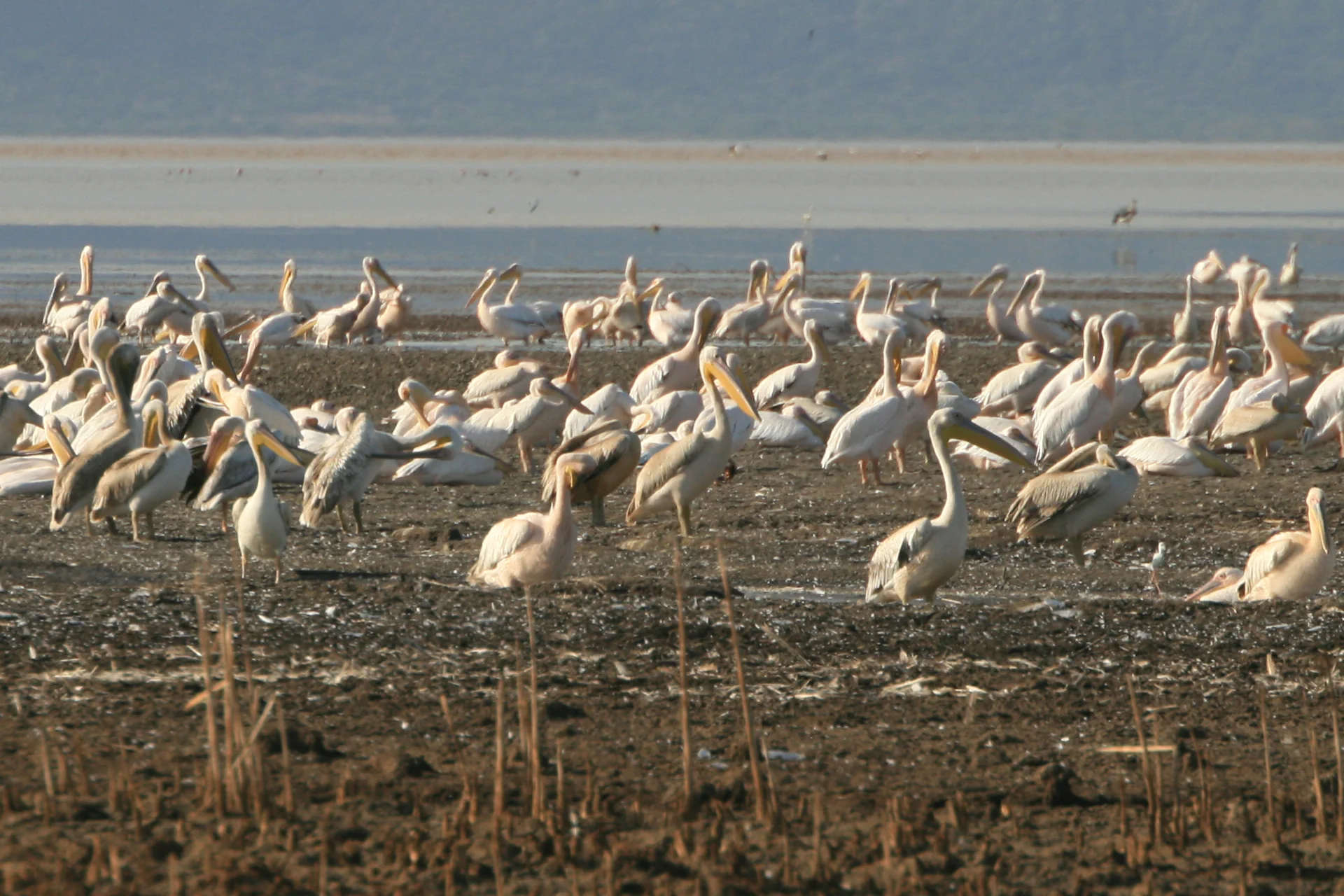 Lake Eyasi