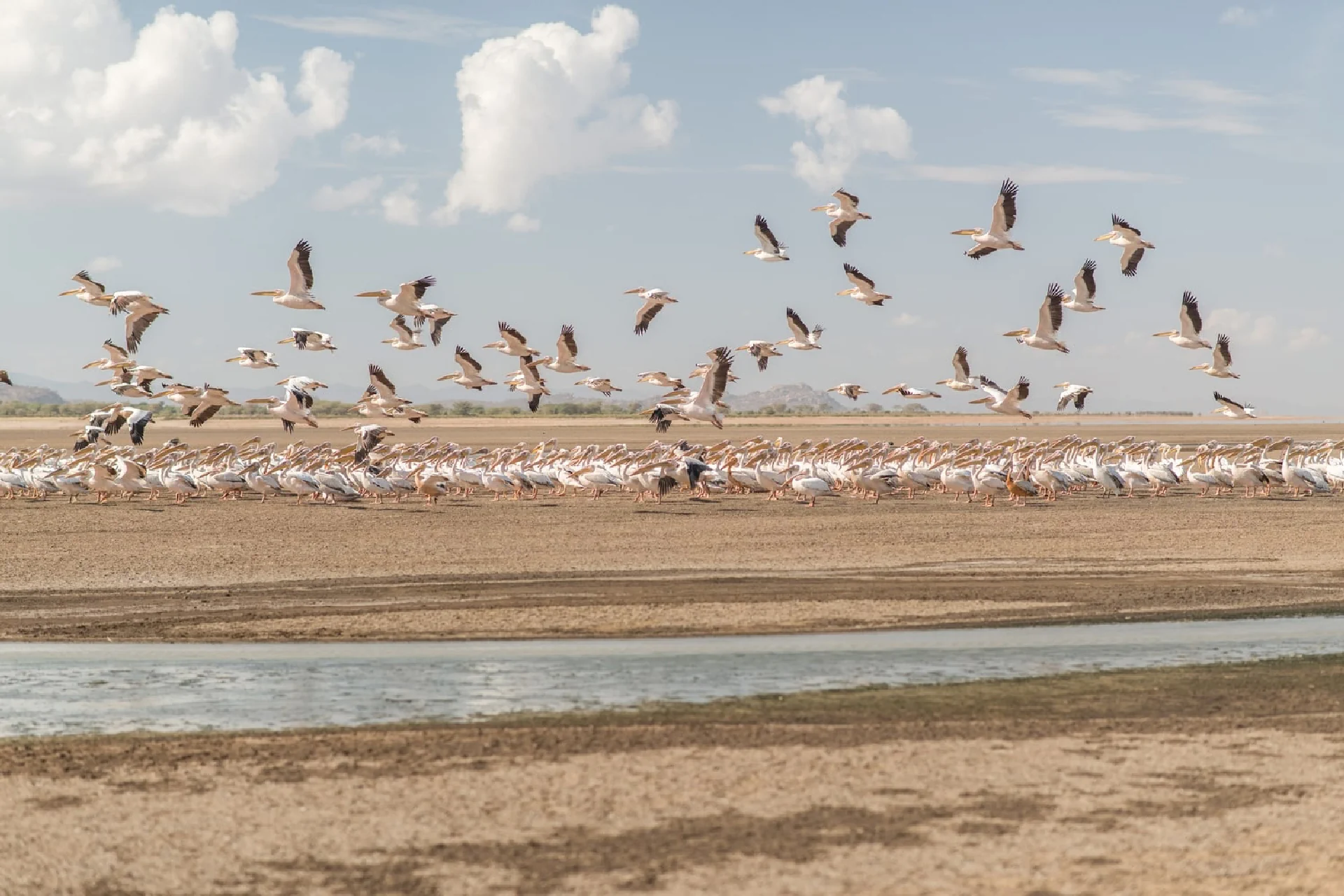 great migration