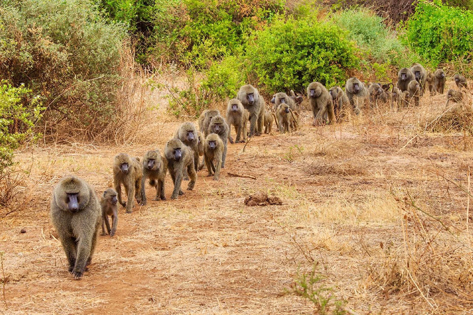 Lake Manyara