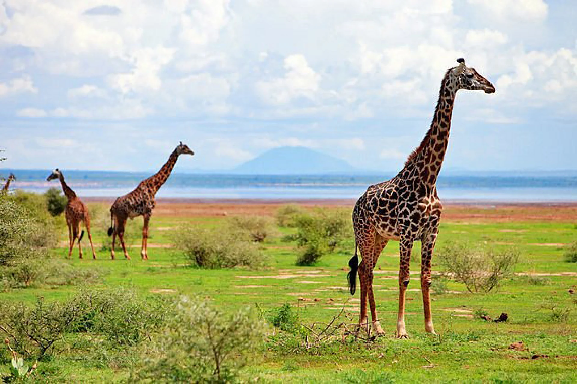 Ngorongoro
