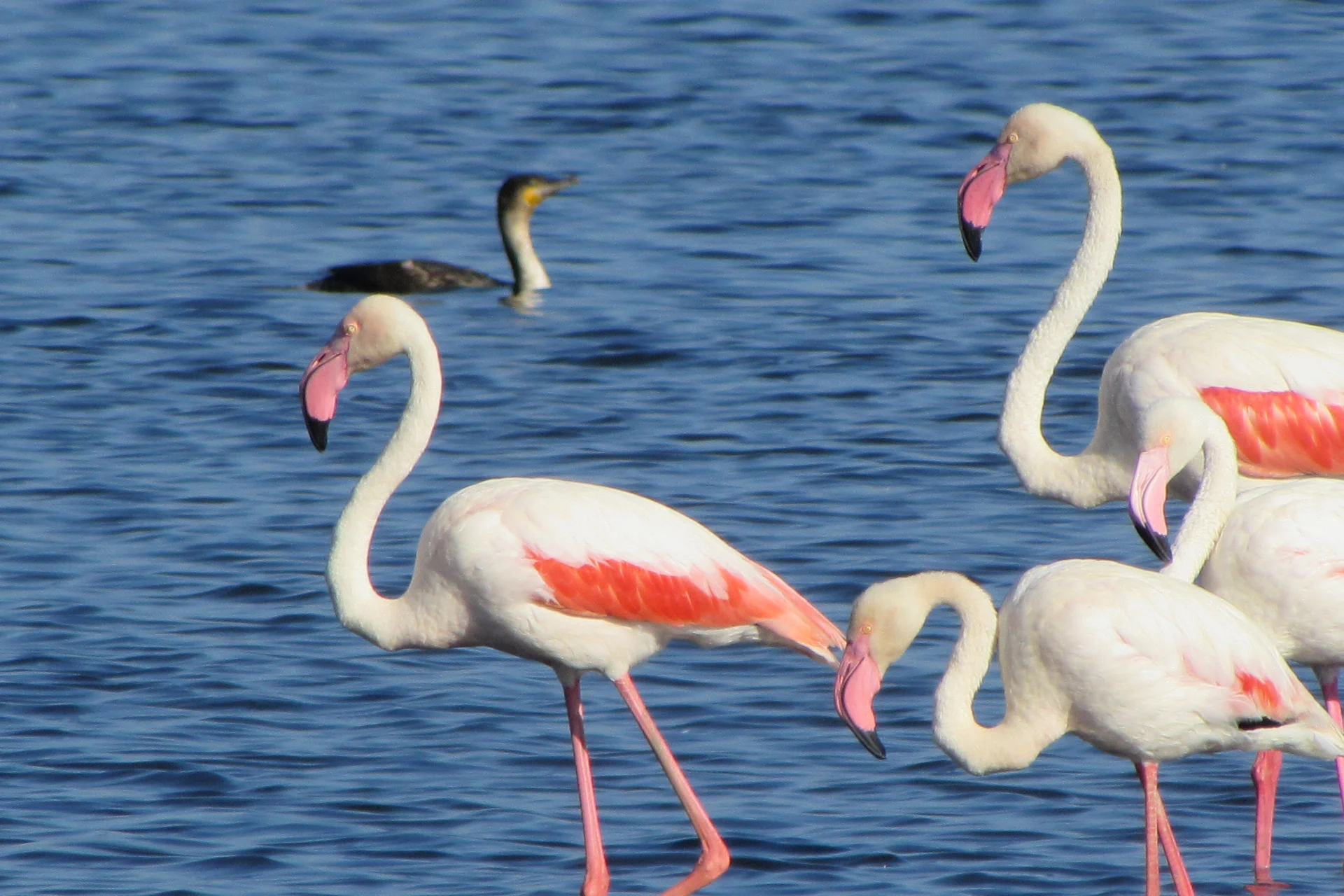Lake Manyara National Park