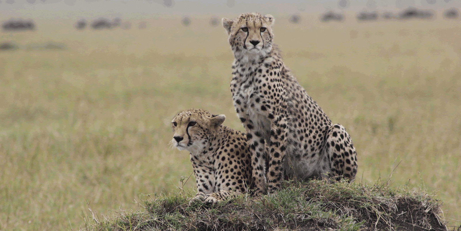 Ngorongoro