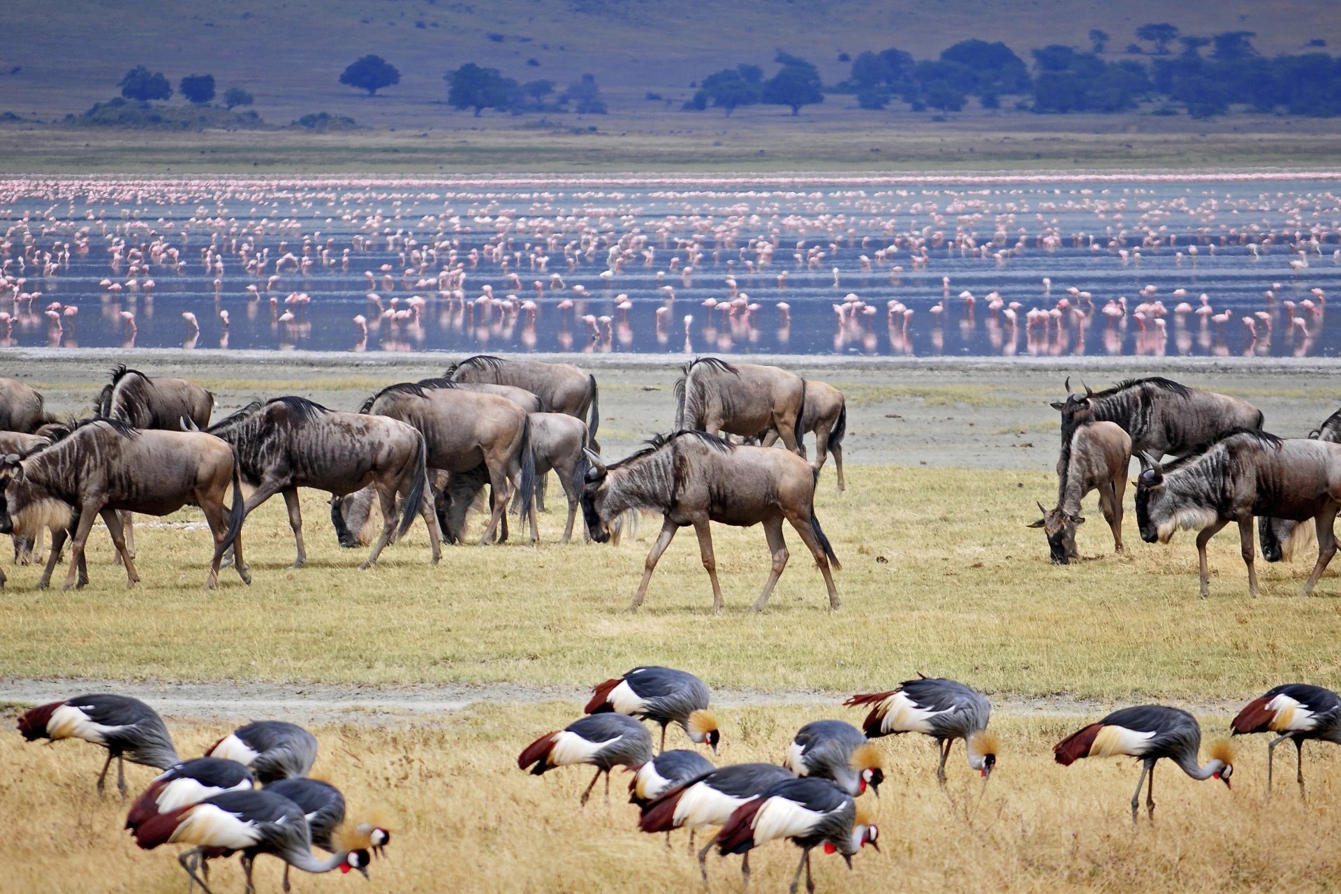 Ngorongoro