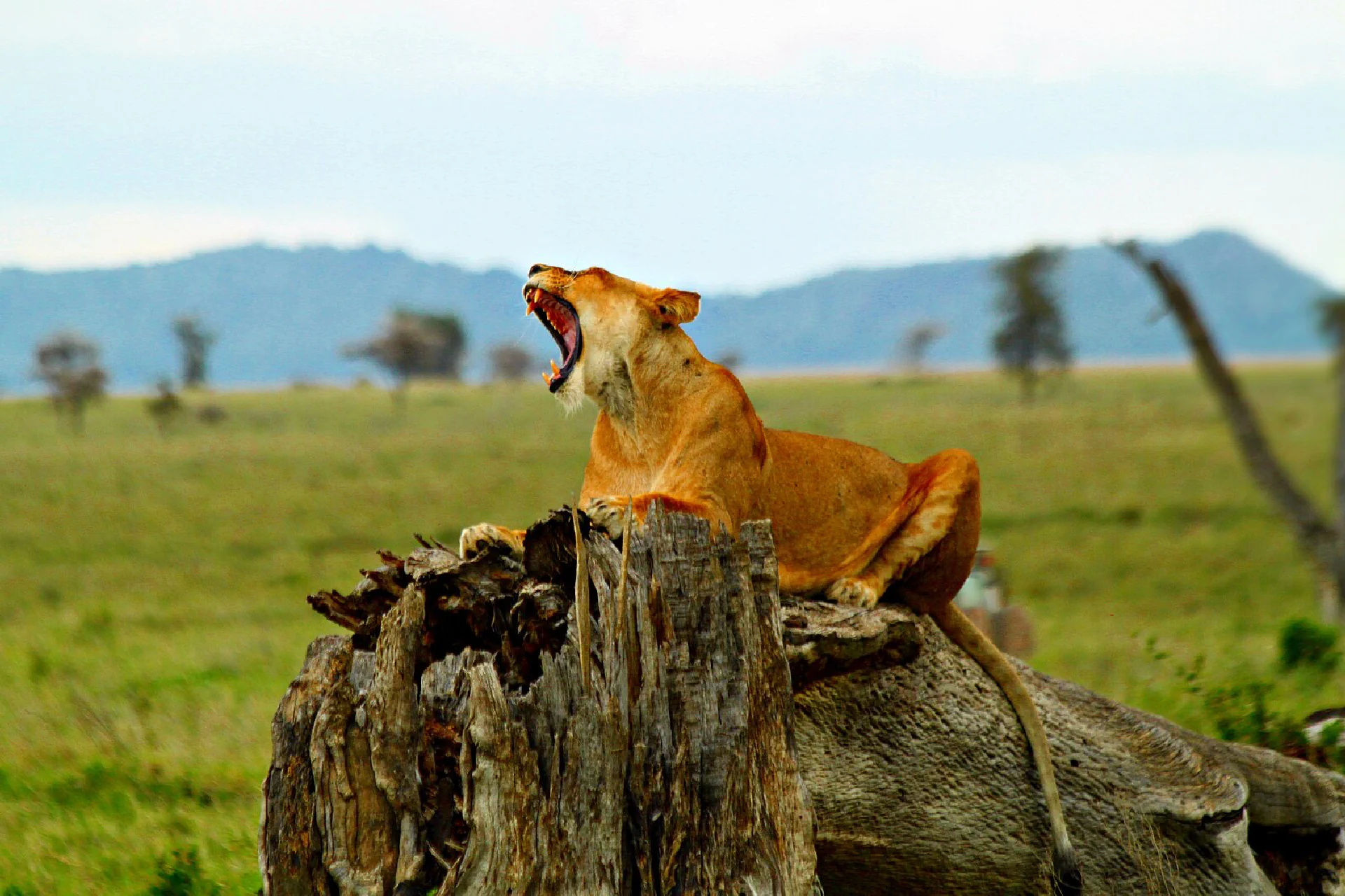 game drive