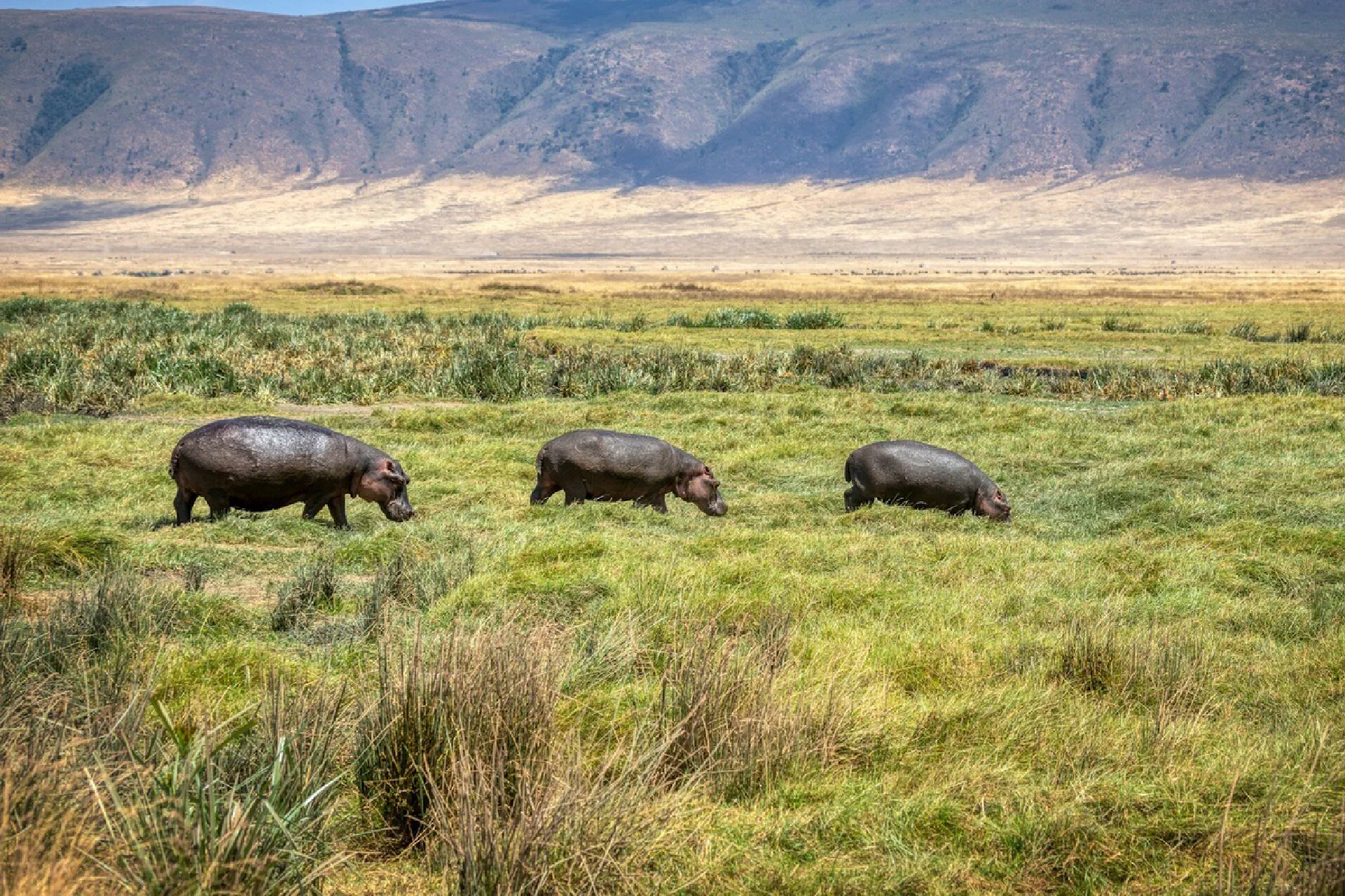 Ngorongoro