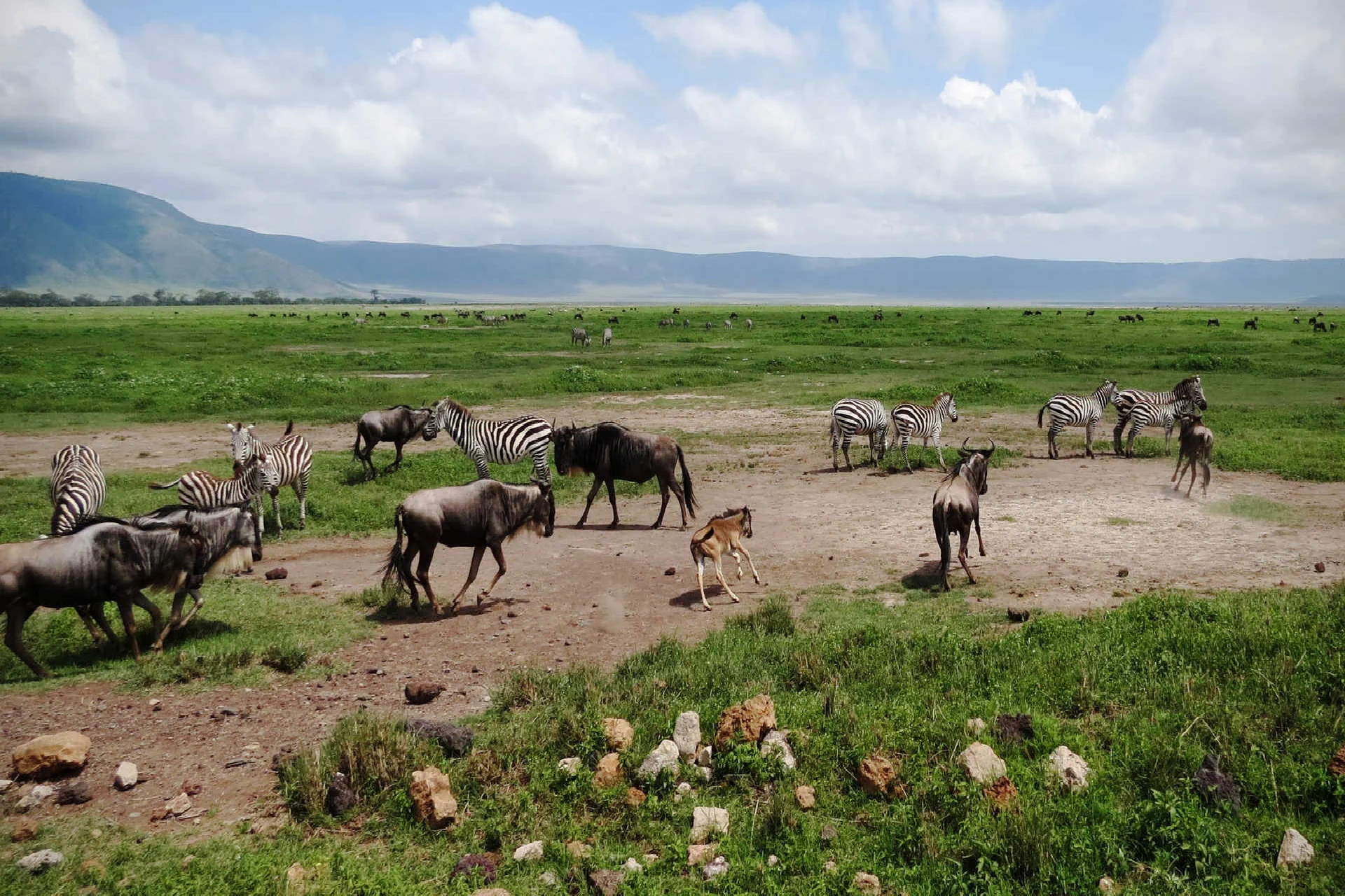 Ngorongoro Crater