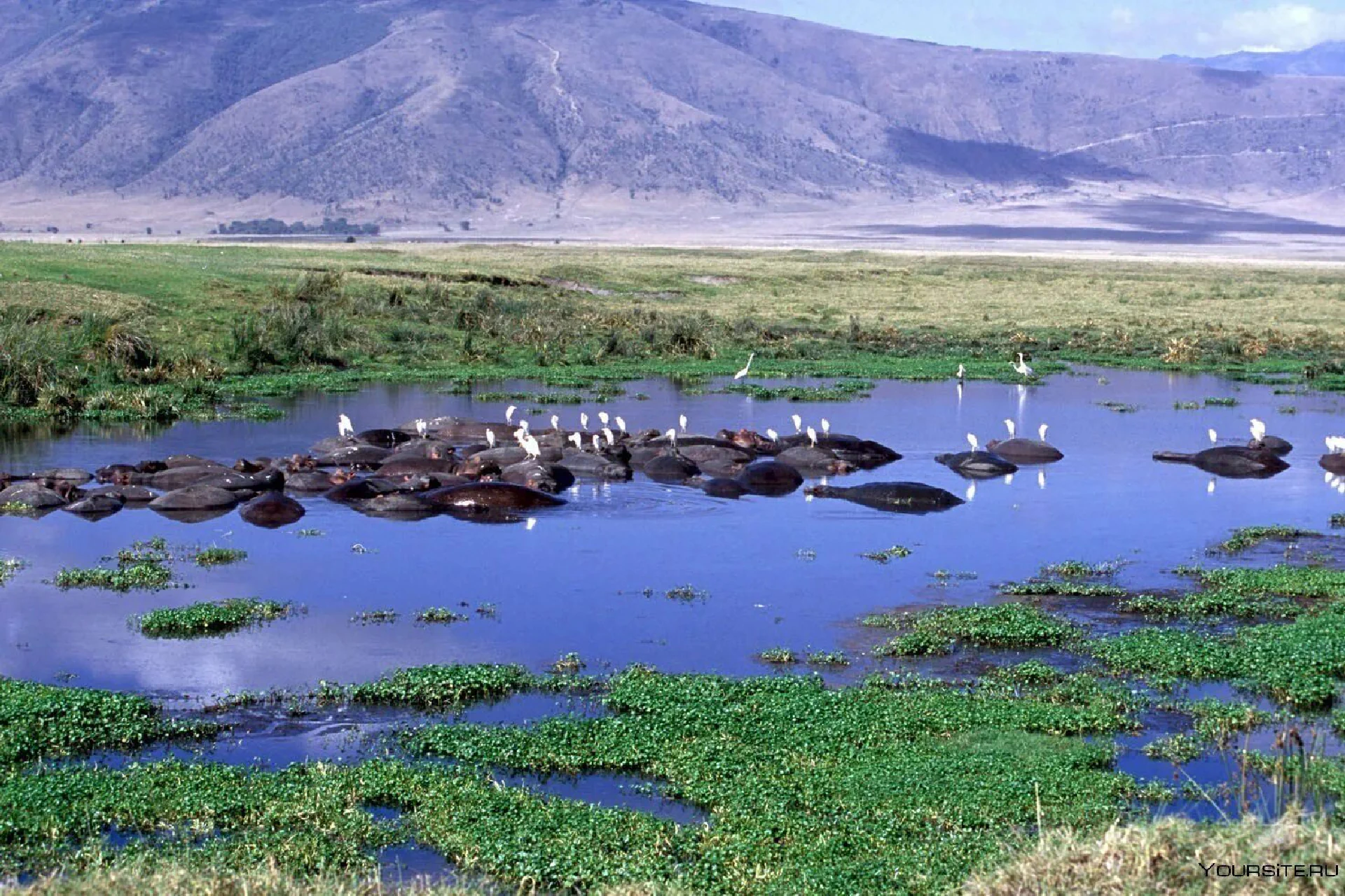 Ngorongoro