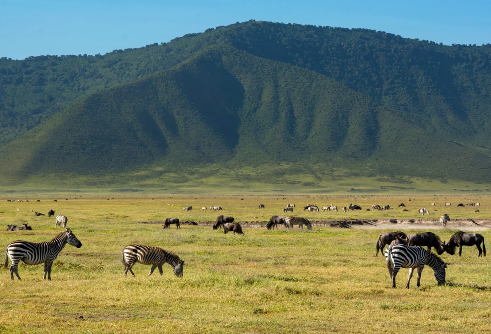 Ngorongoro Crater