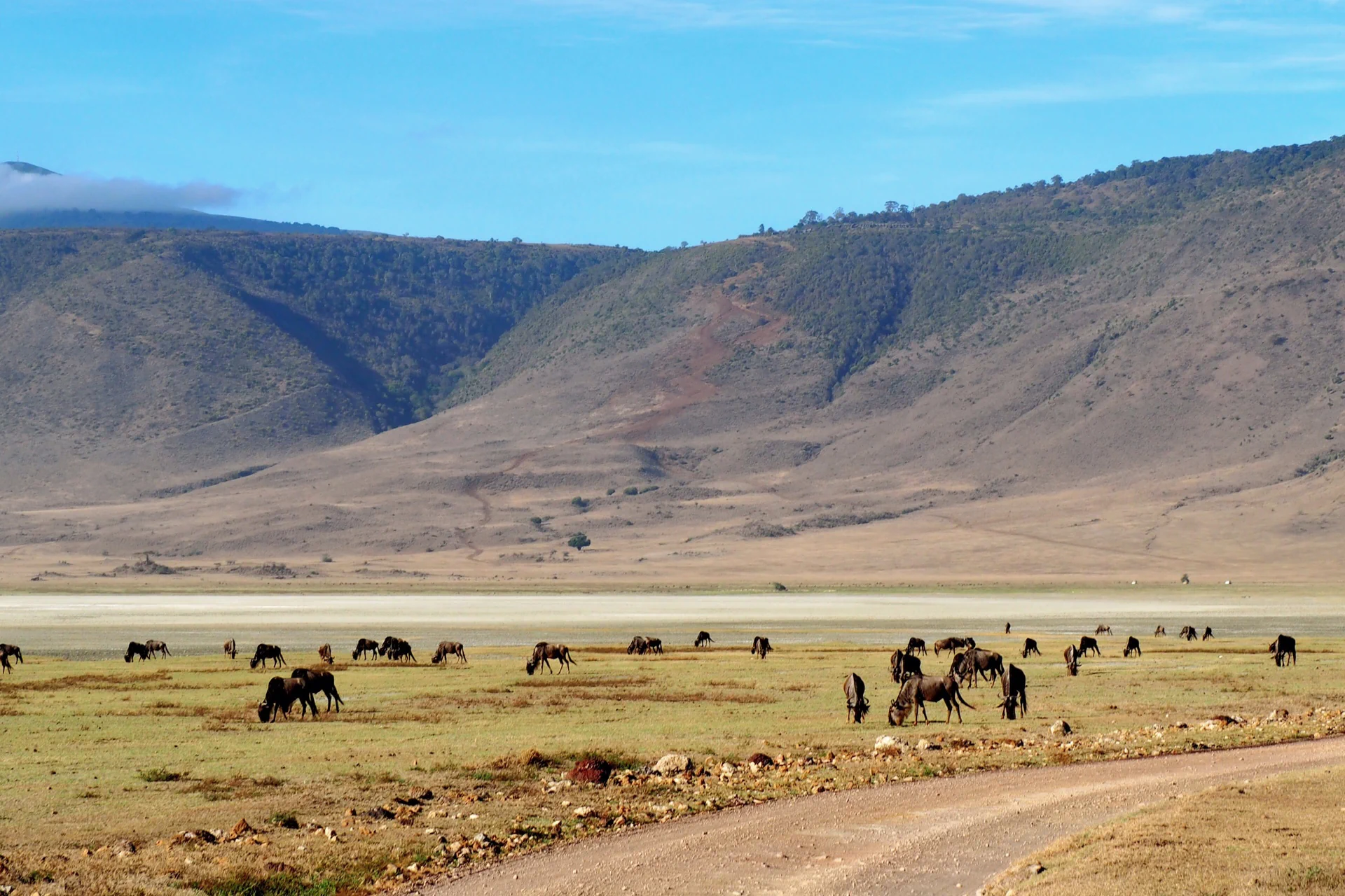 game drive