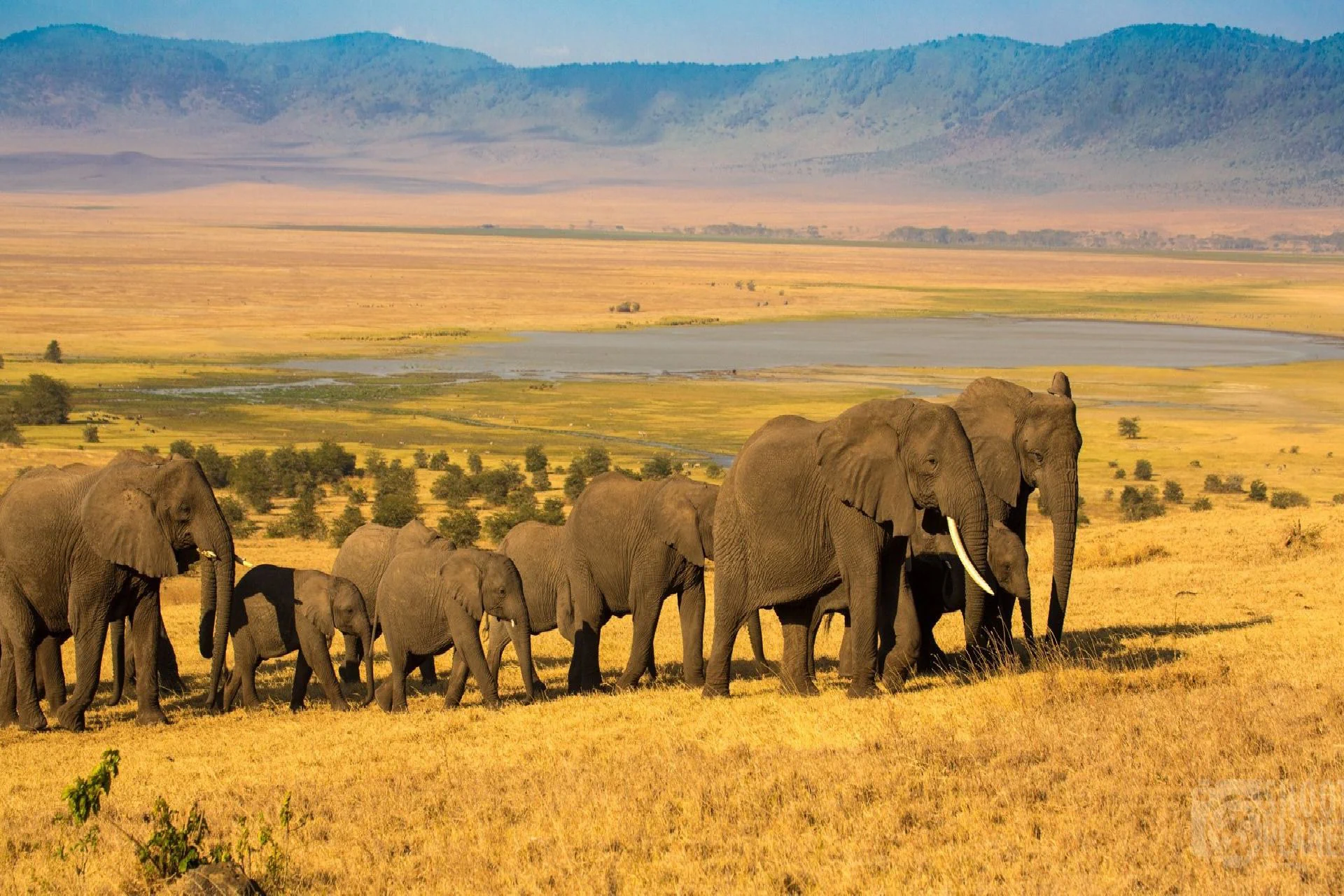Central Serengeti - Ngorongoro Crater