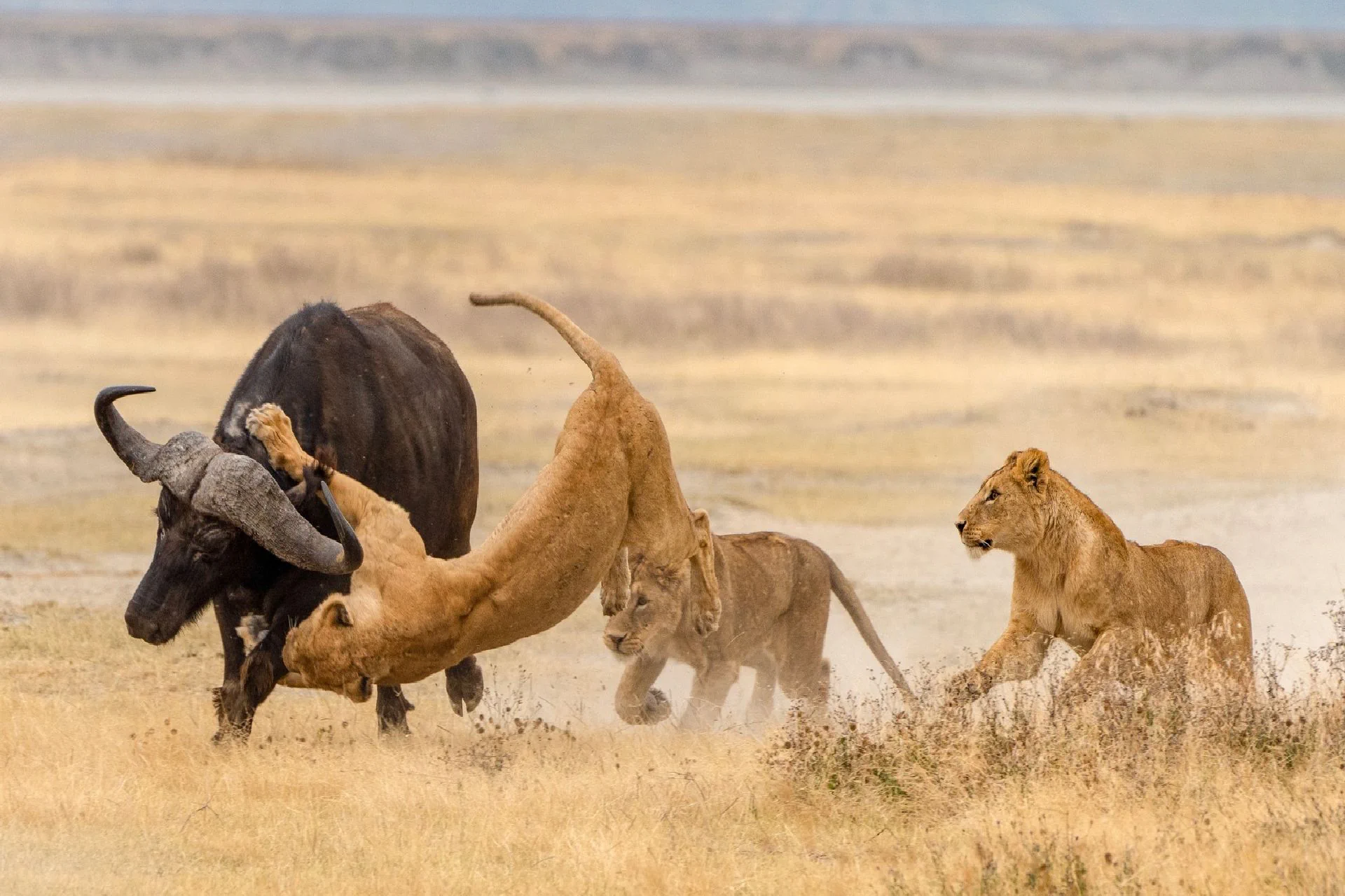Central Serengeti - Ngorongoro Crater