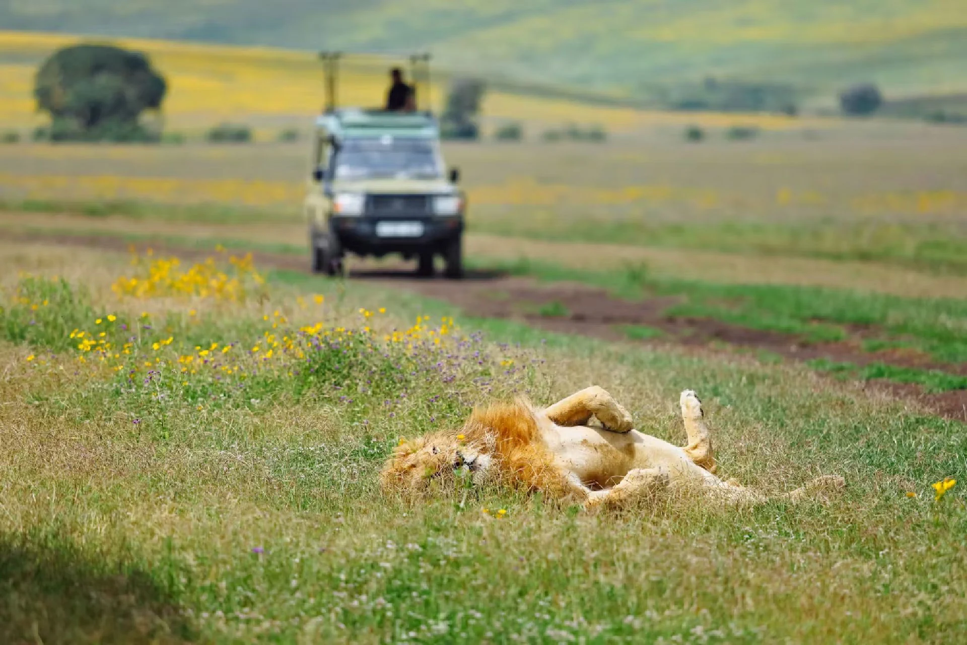 game drive