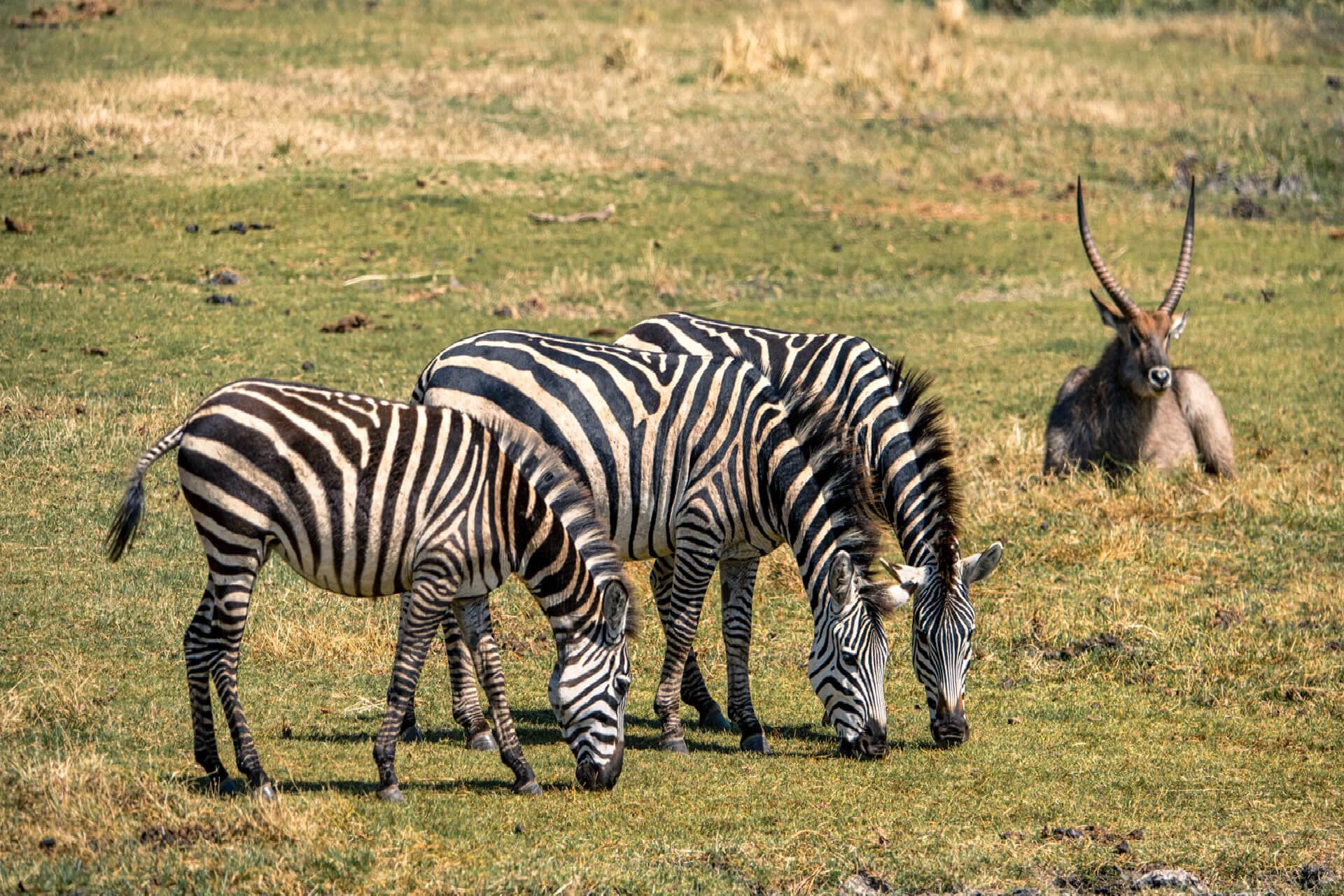 Serengeti & Ngorongoro Conservation