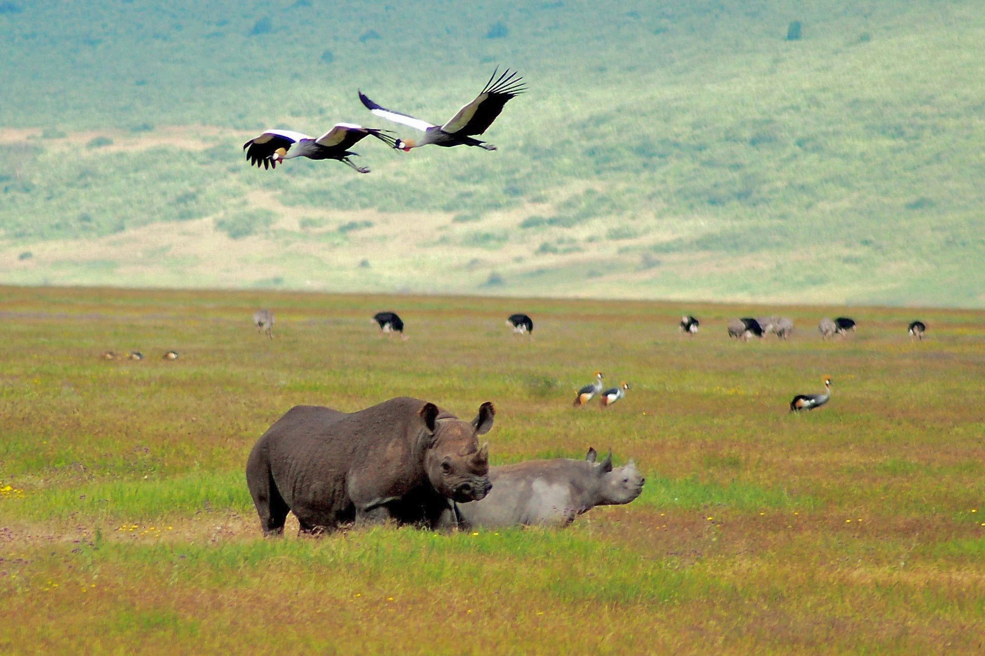 game drive