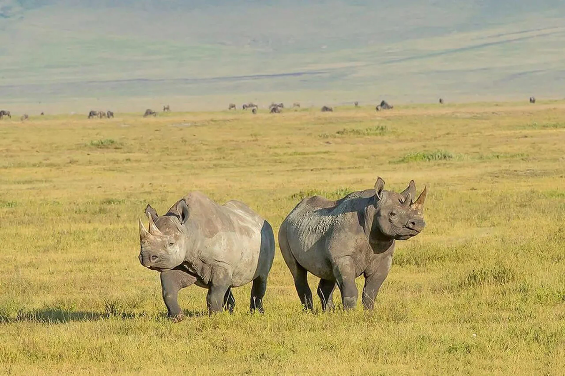 Ngorongoro Crater