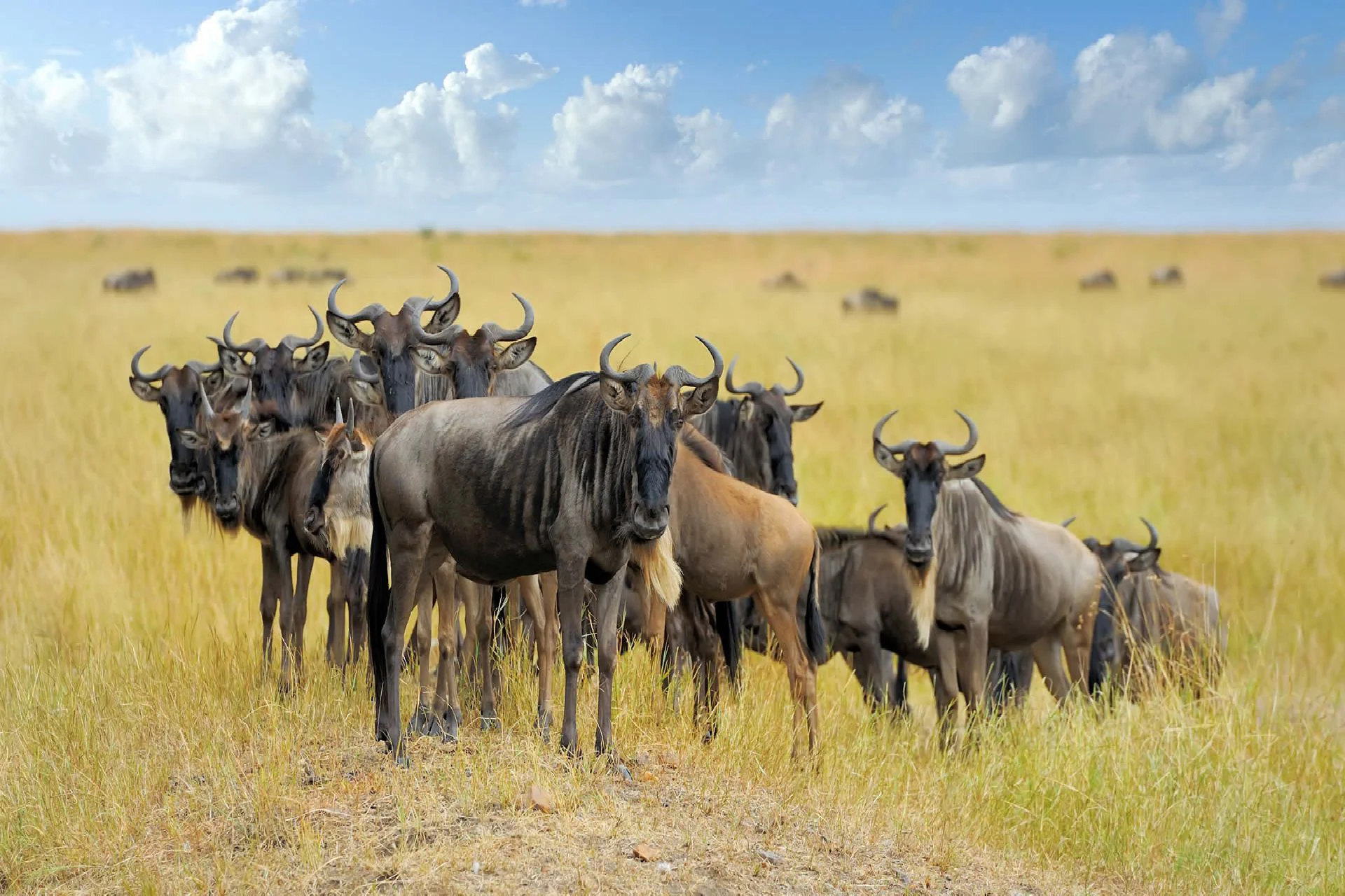 Northern Serengeti