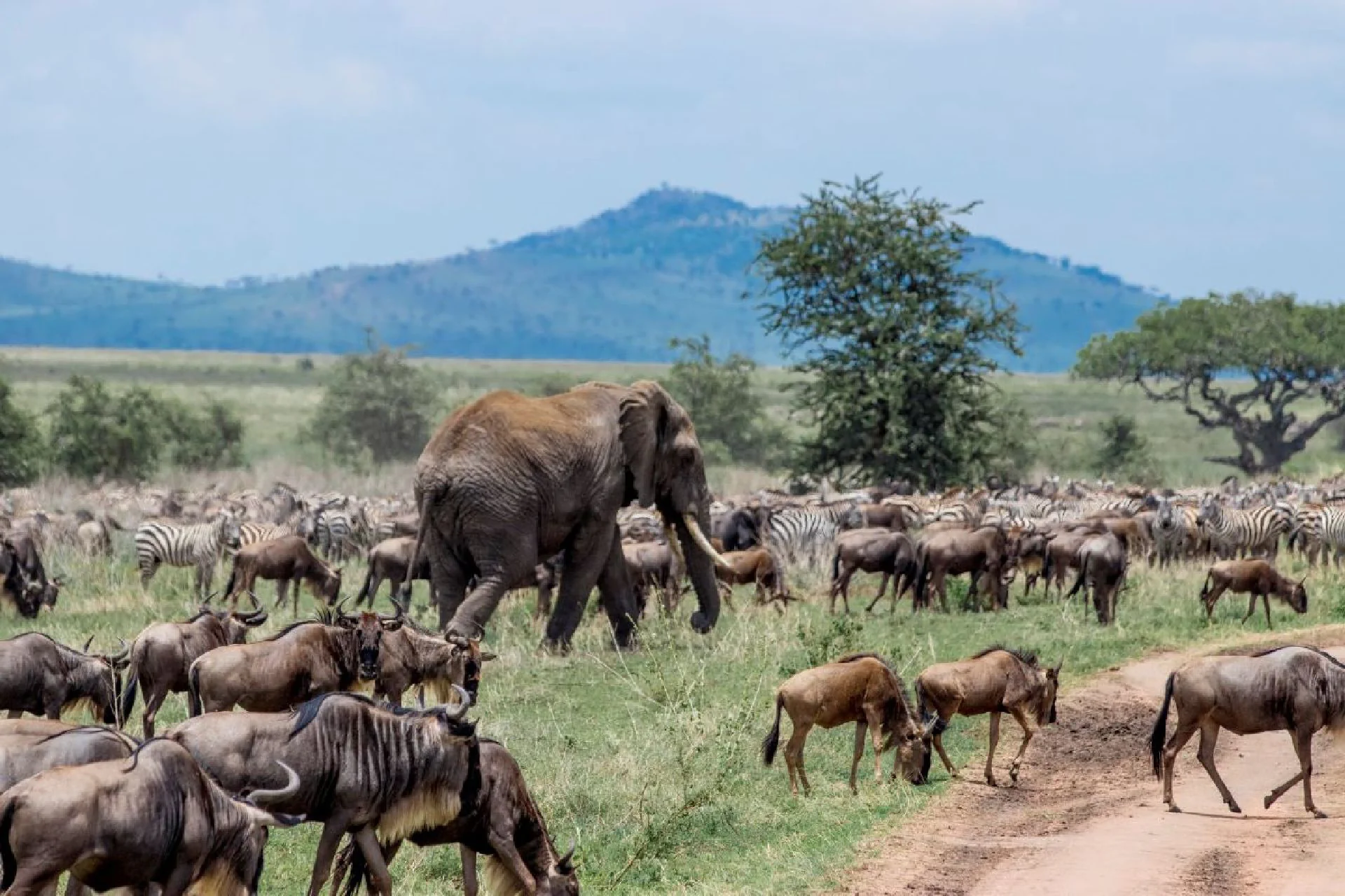 Northern Serengeti