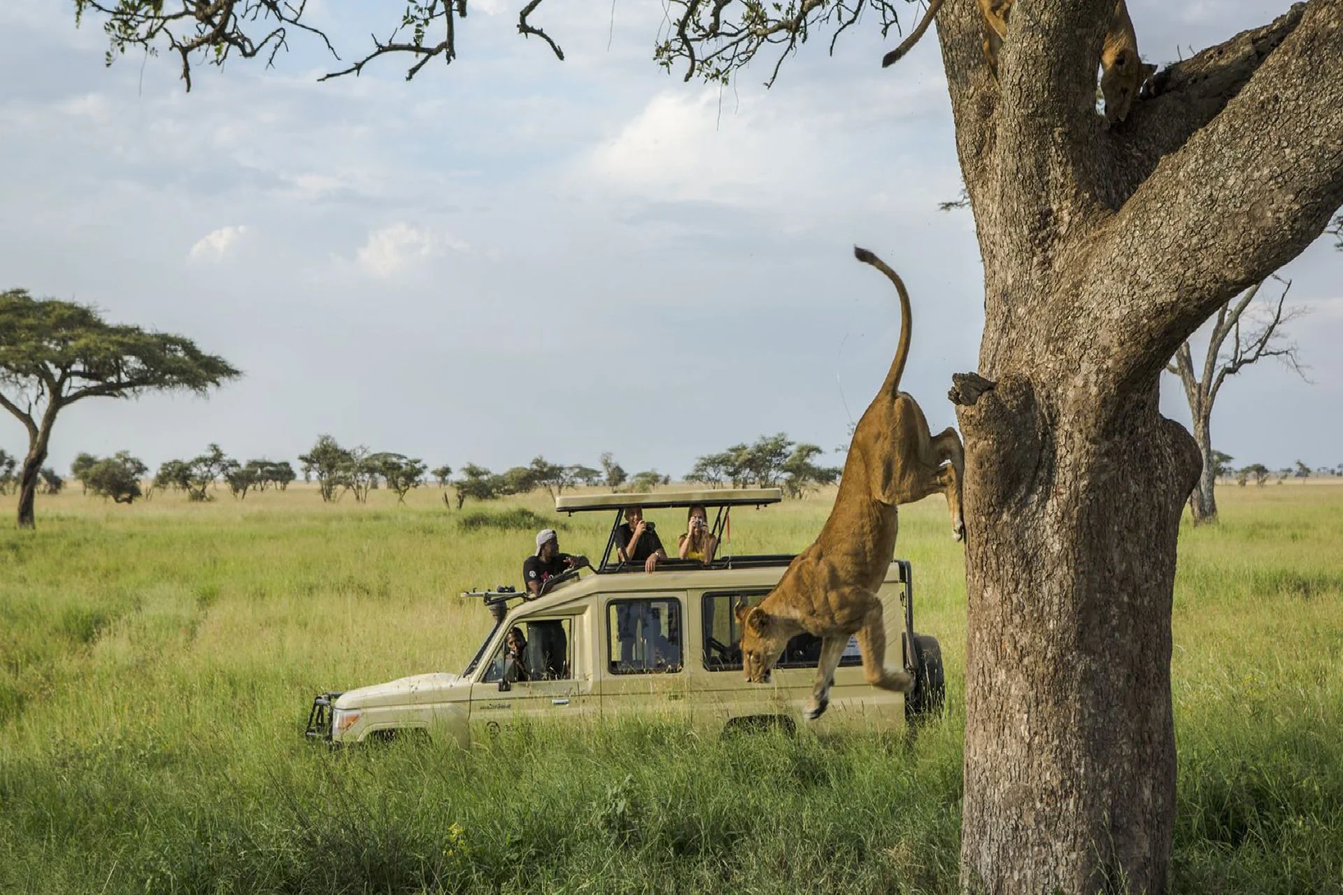 game drive