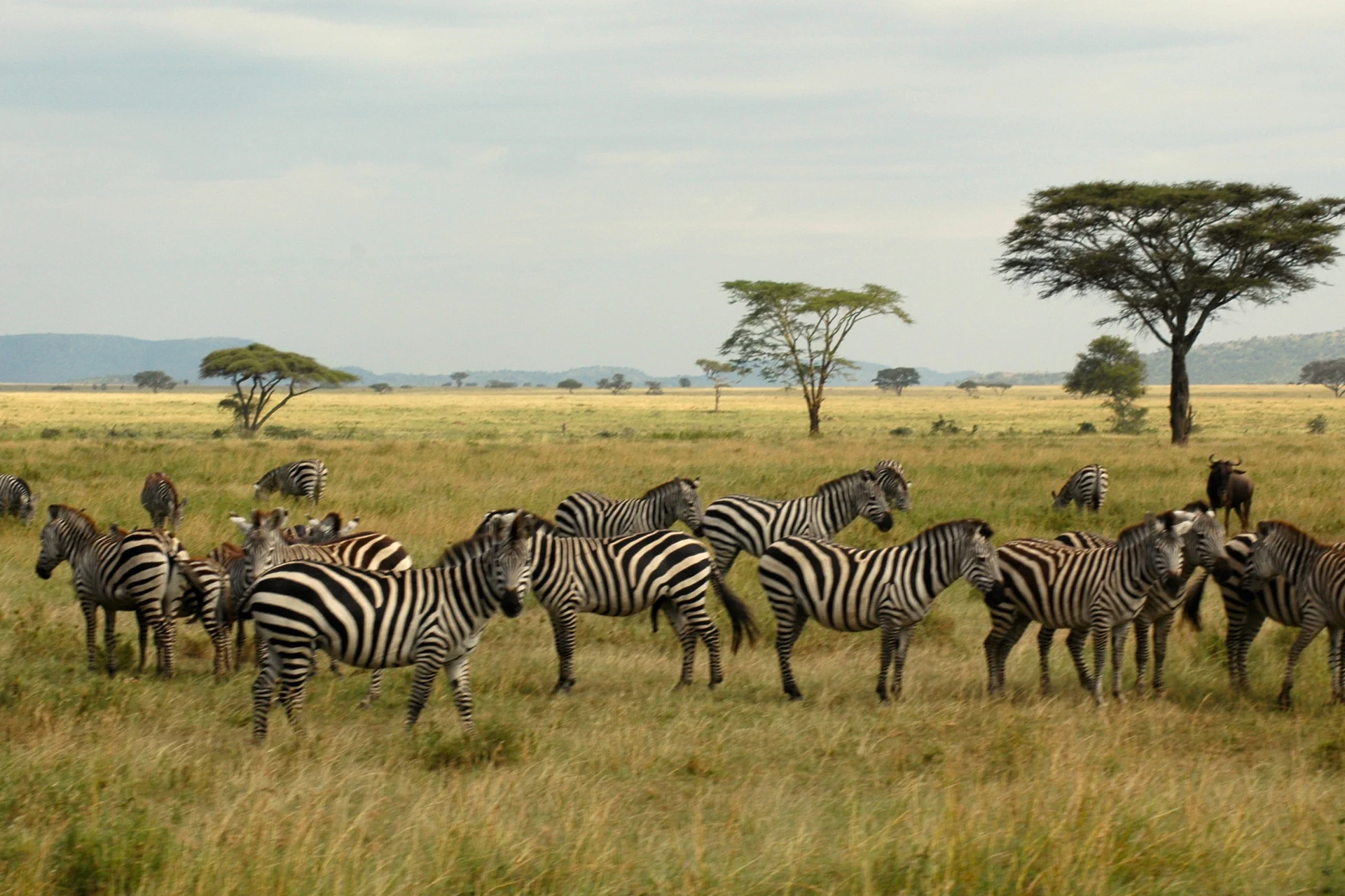 Central Serengeti - Ngorongoro Crater