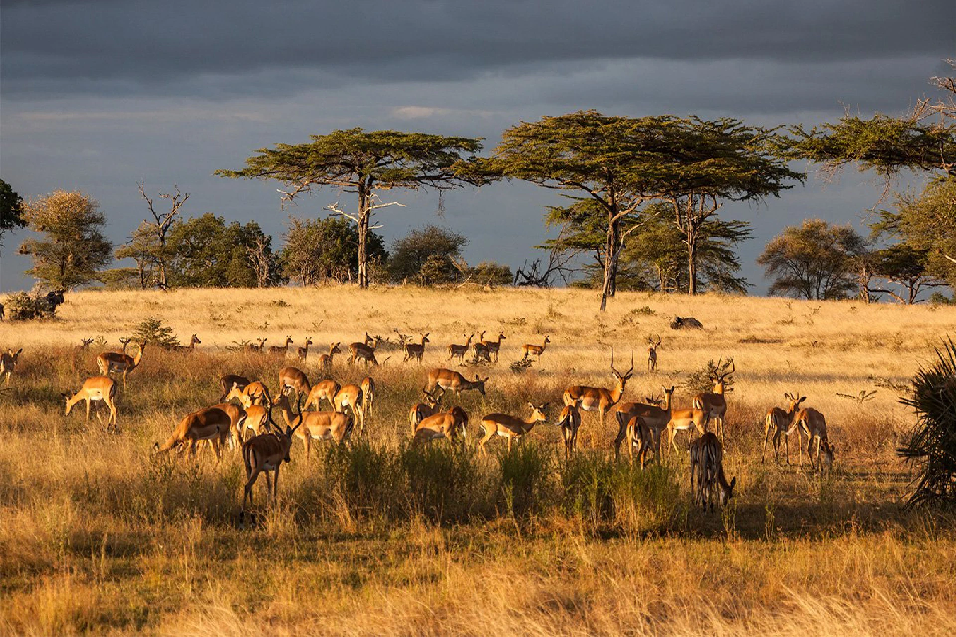 game drive