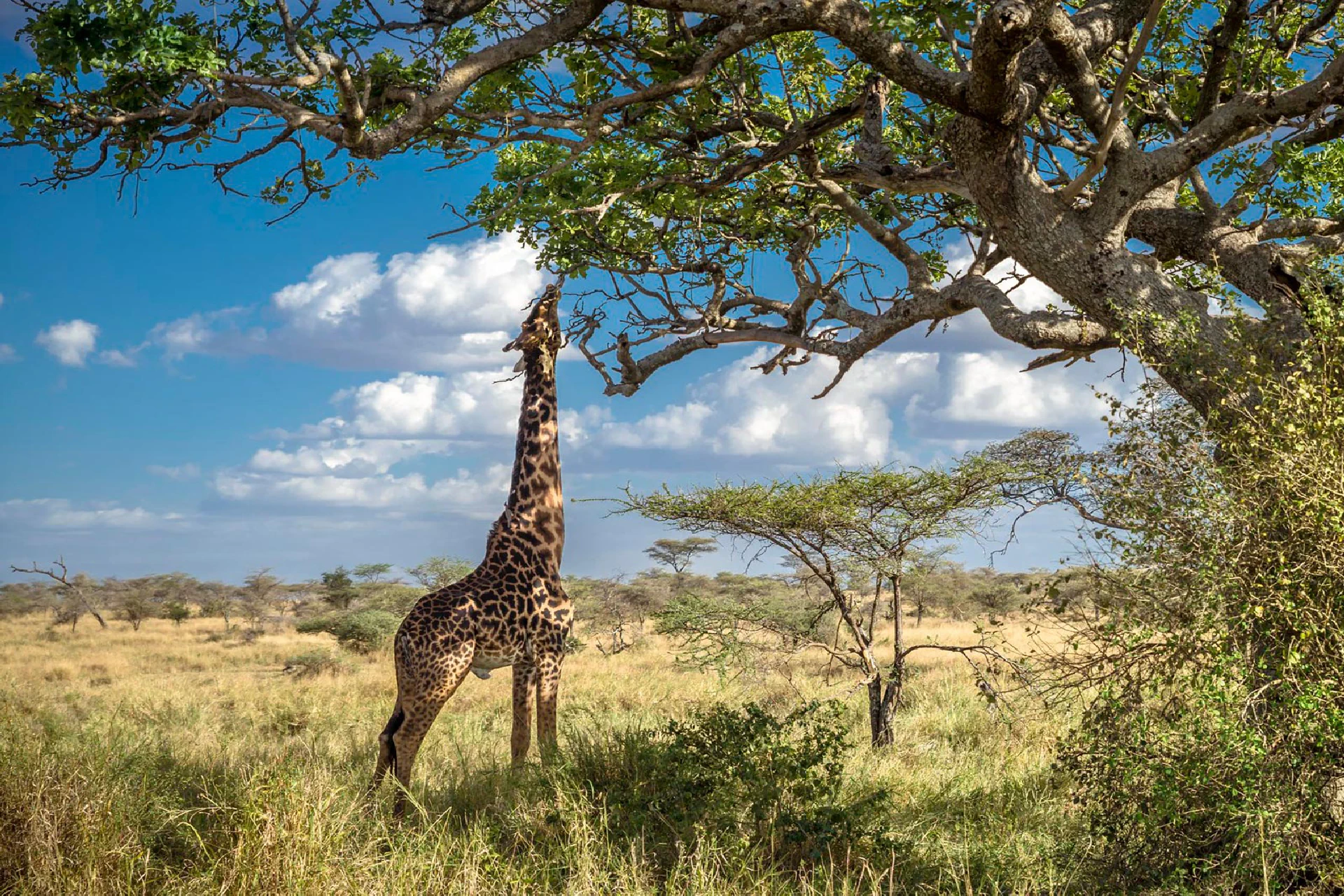 Central Serengeti Park