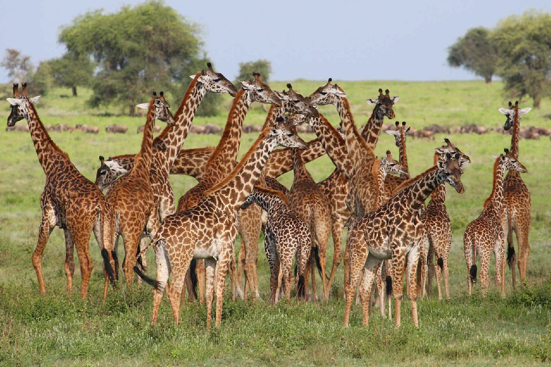 Serengeti & Ngorongoro Conservation