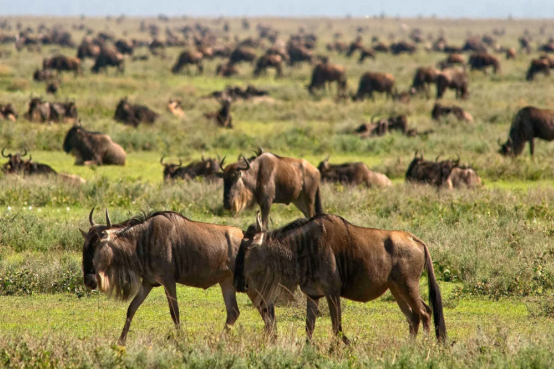 Northern Serengeti for Migration
