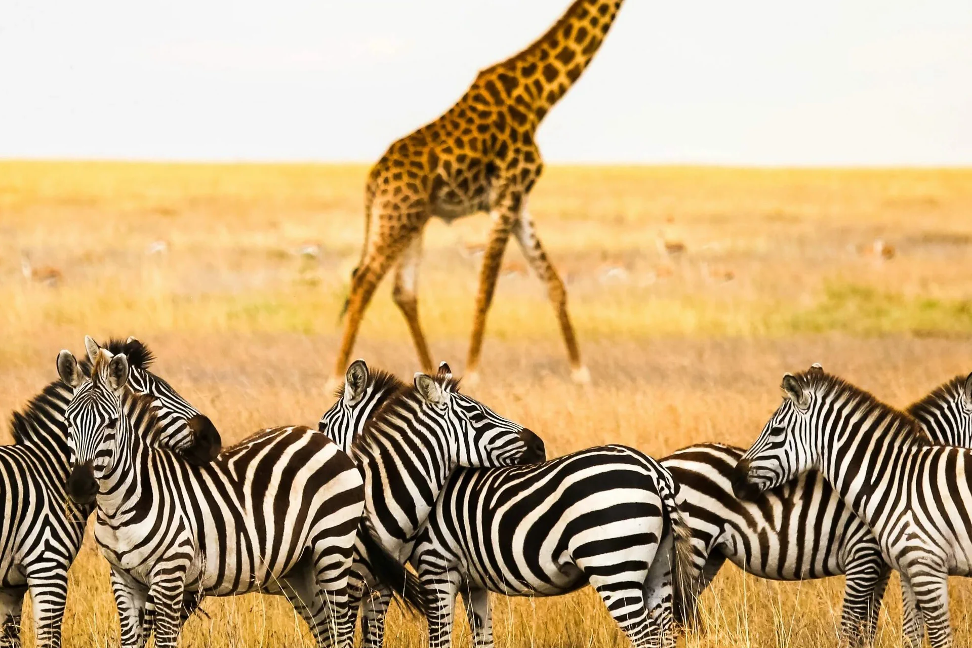 Central Serengeti Park