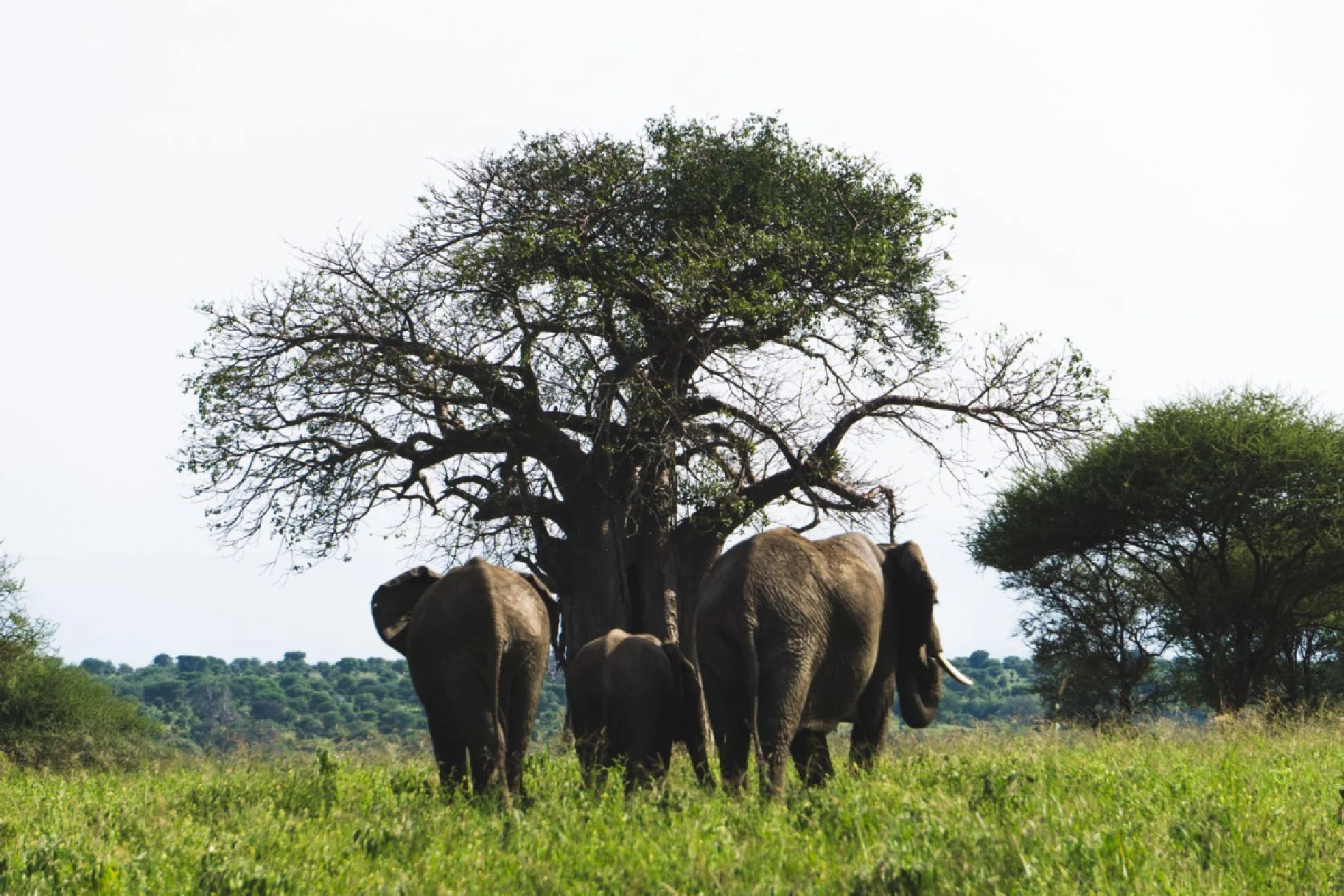 Arusha – Tarangire