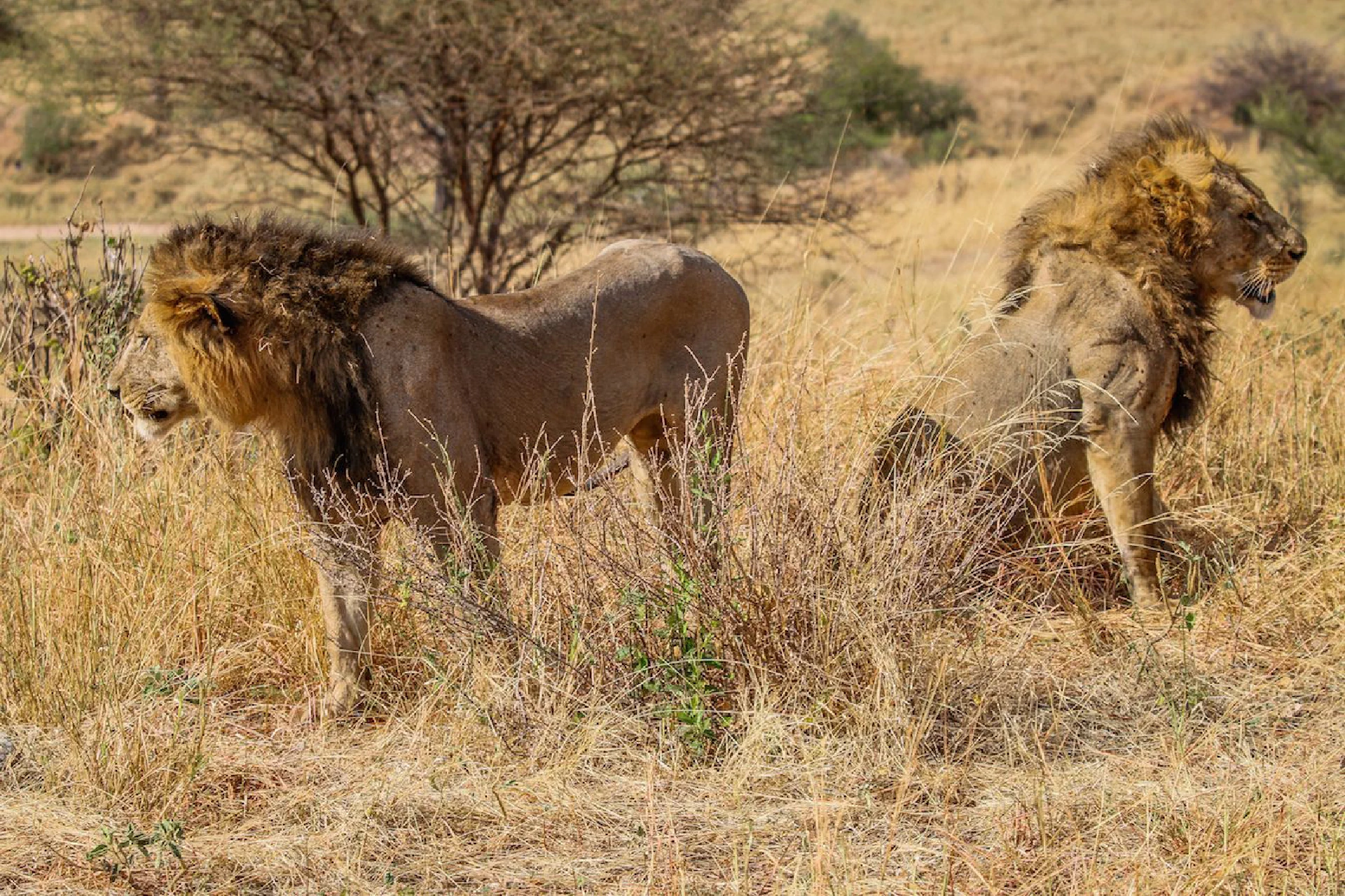 Tarangire National Park