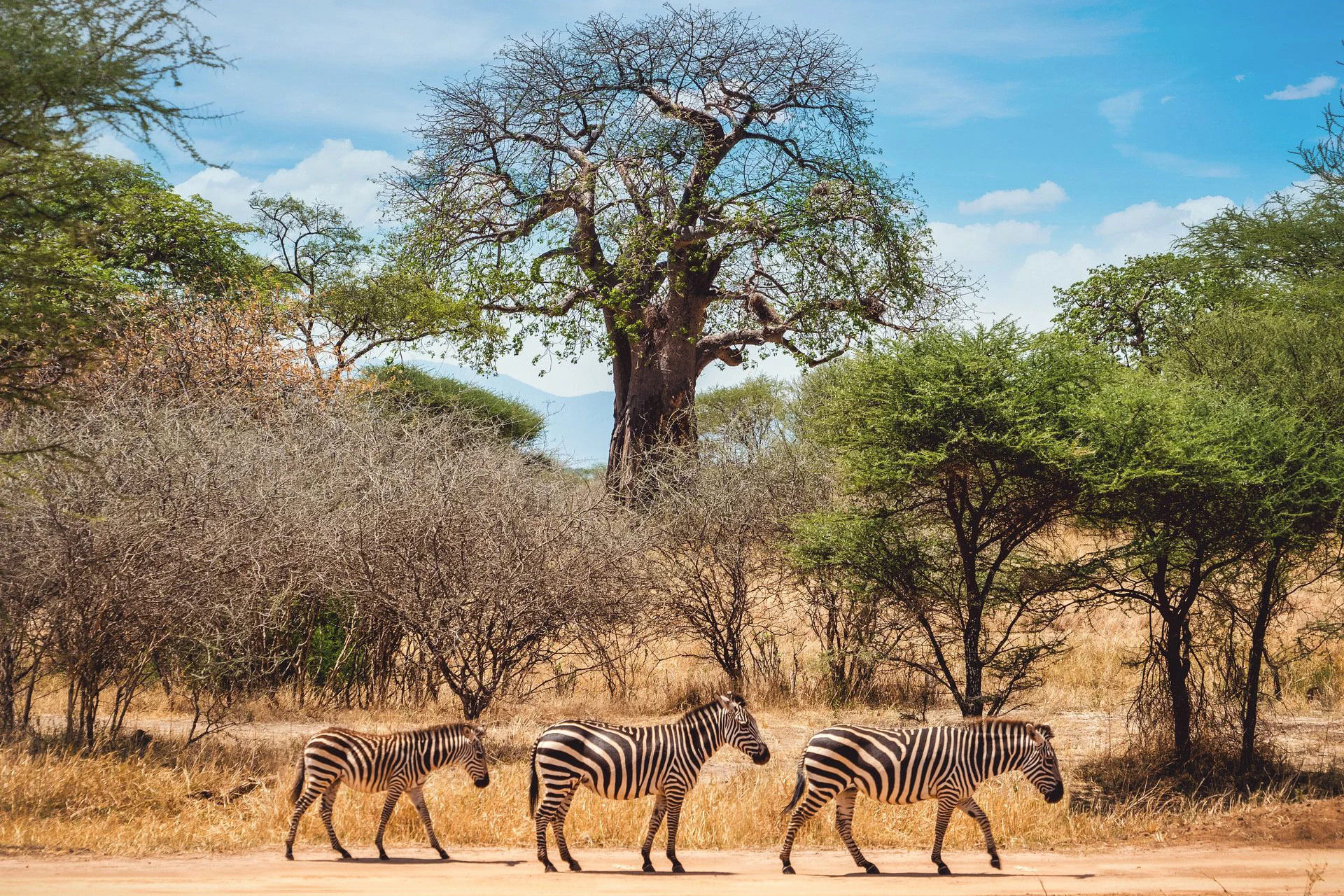 Tarangire National Park