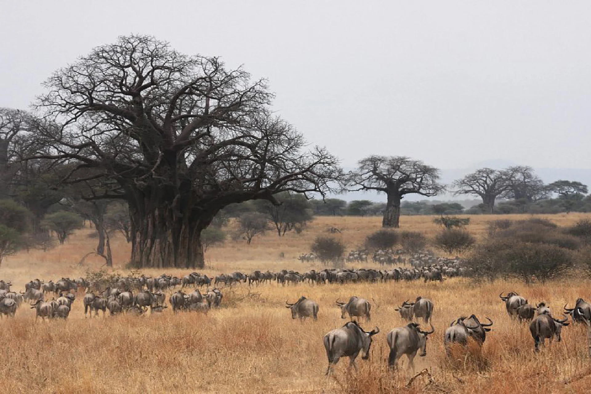 Tarangire National Park