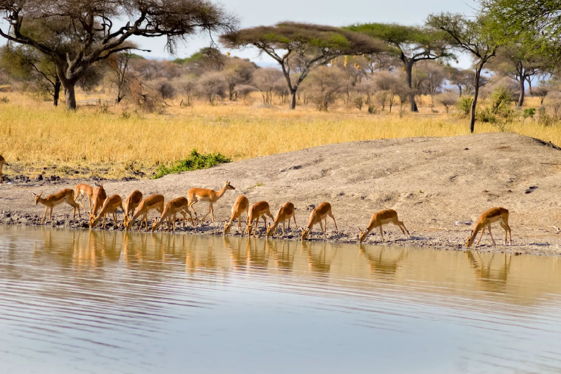 great migration