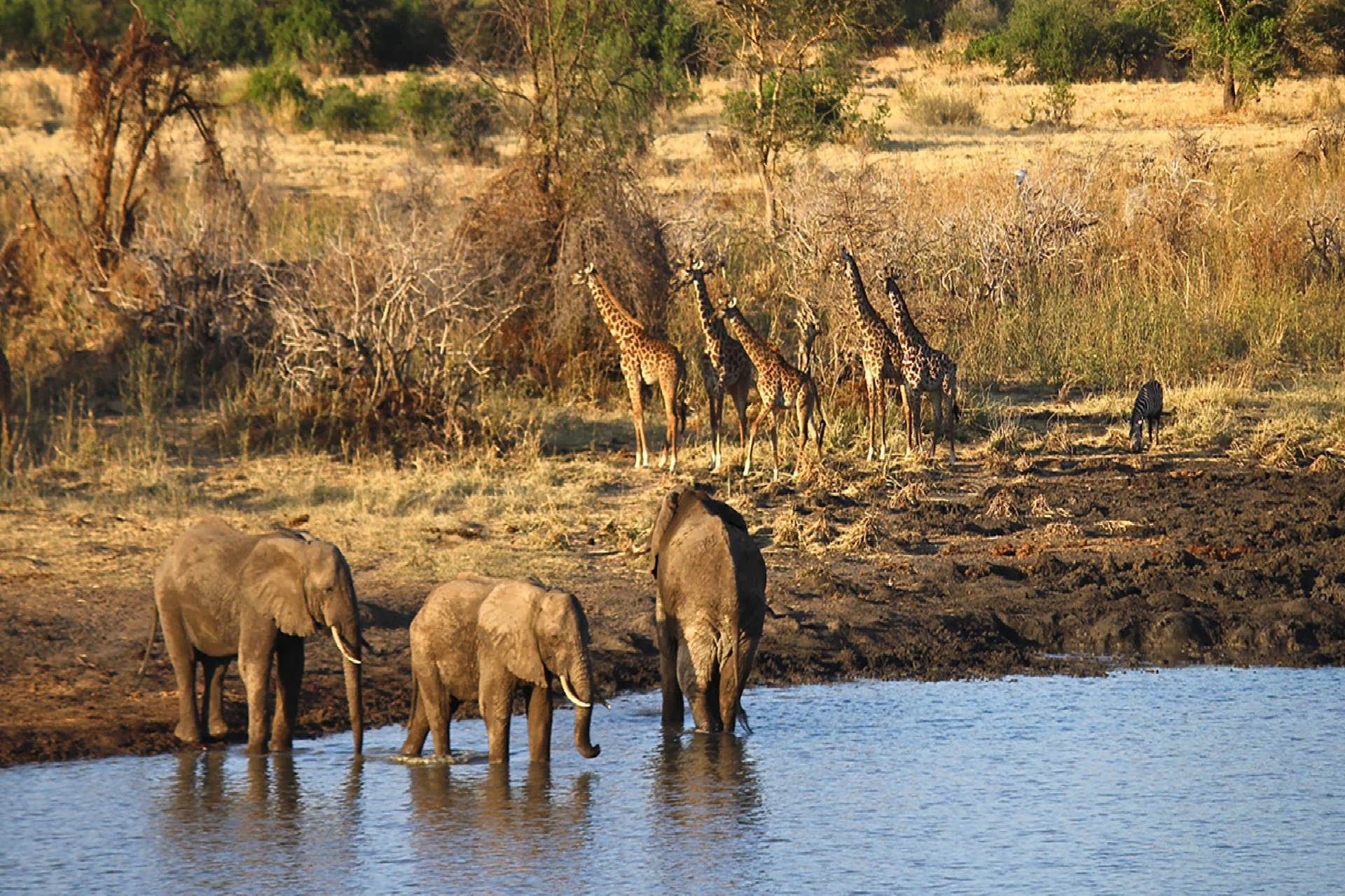 Central Serengeti Park