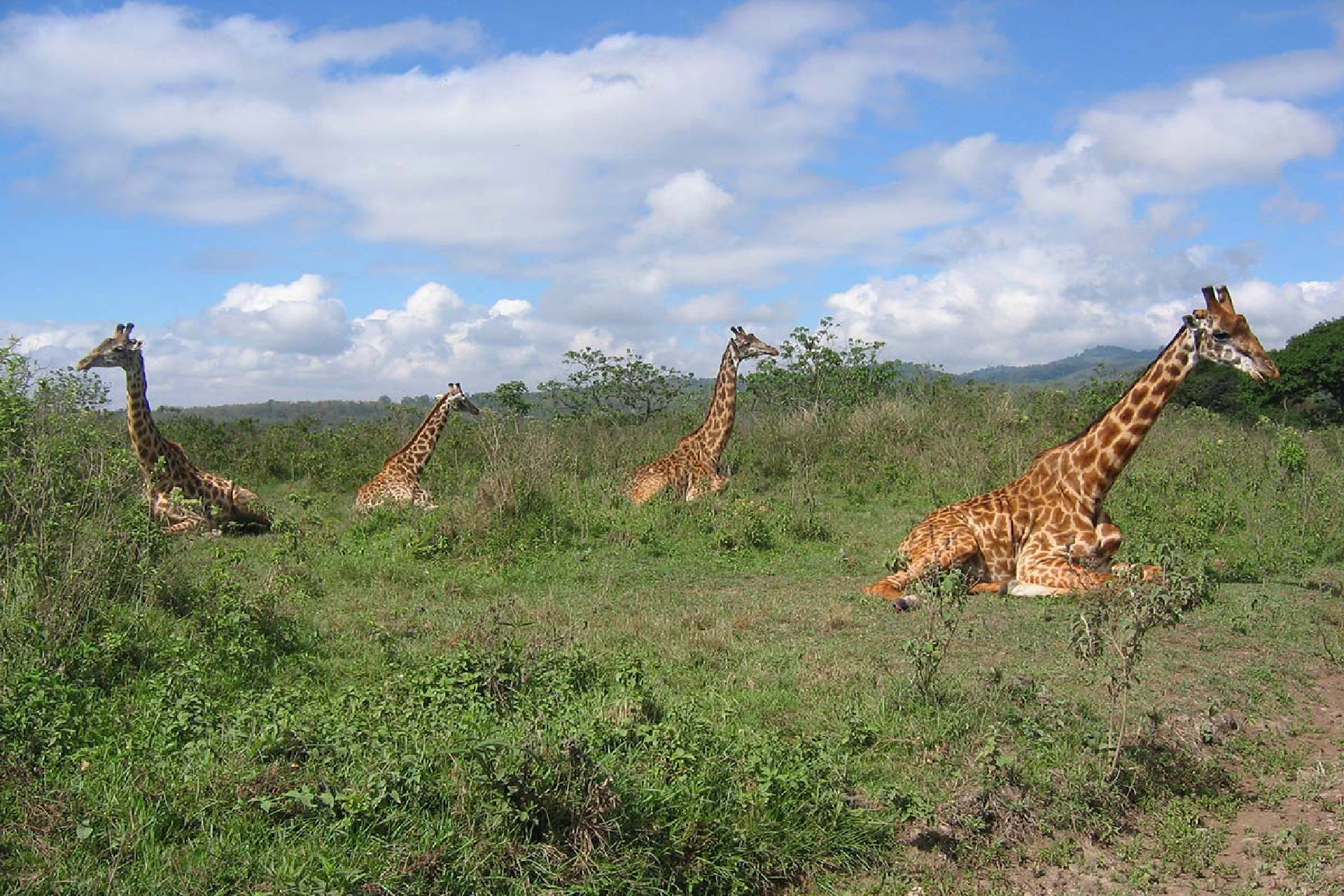 Serengeti & Ngorongoro Conservation