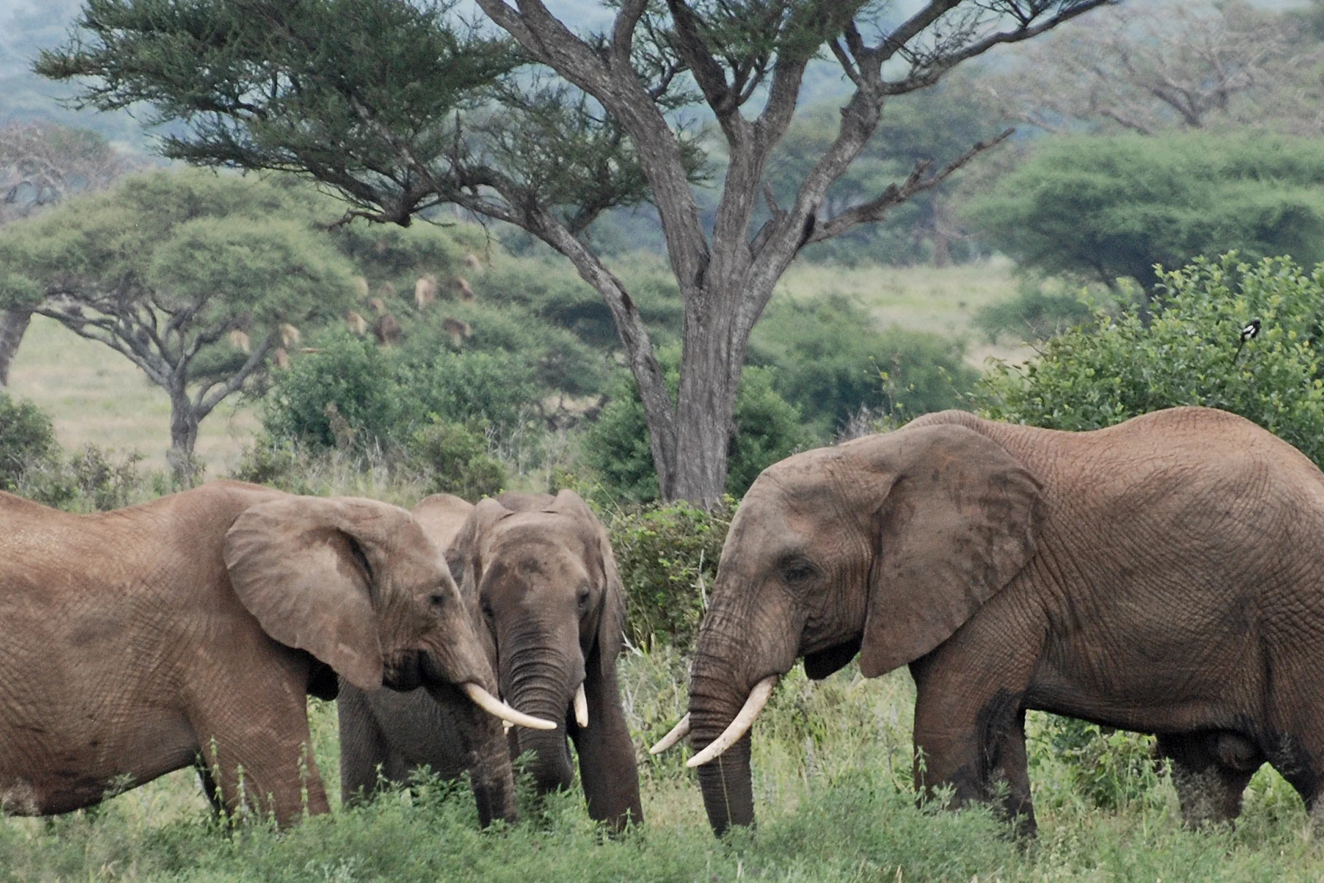 Arusha National Park