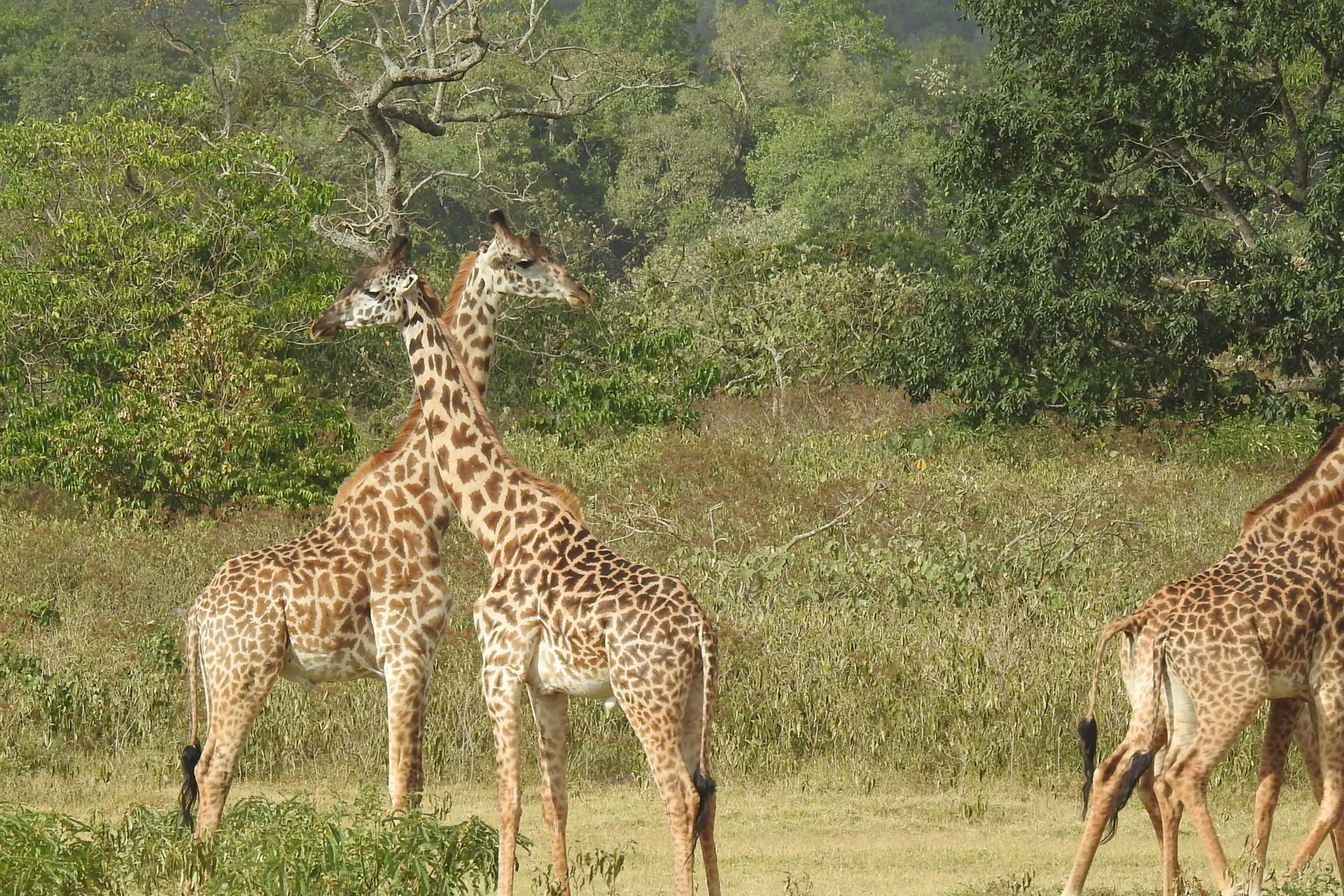 Arusha