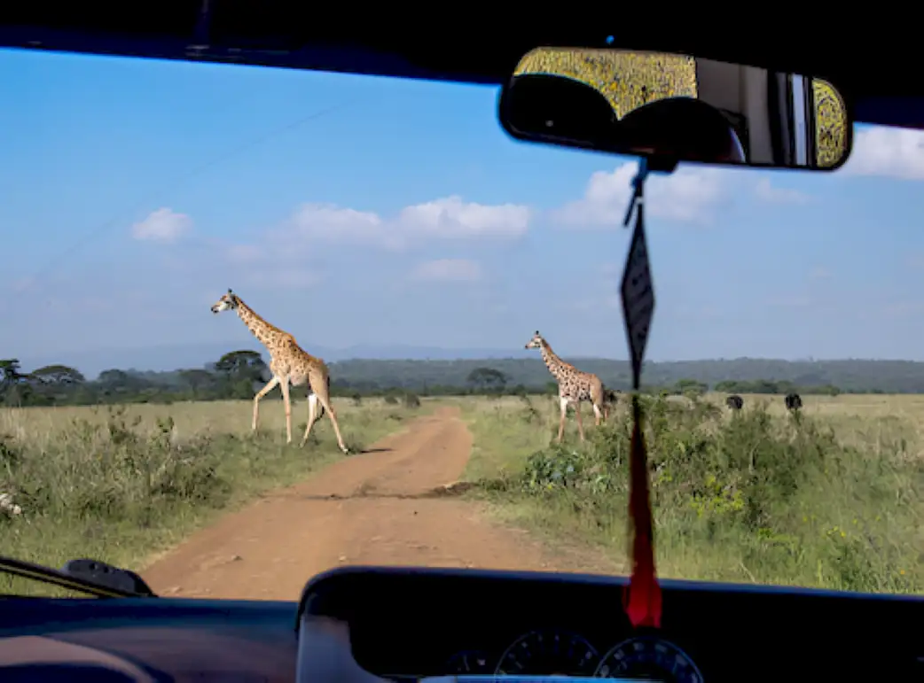 game drive