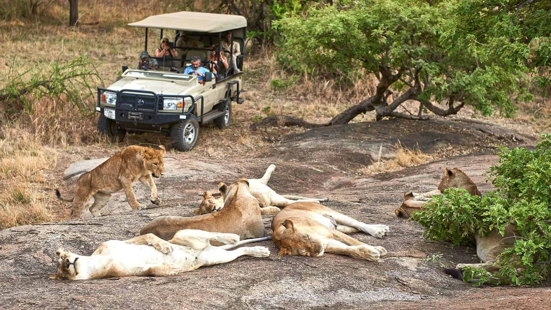 game drive