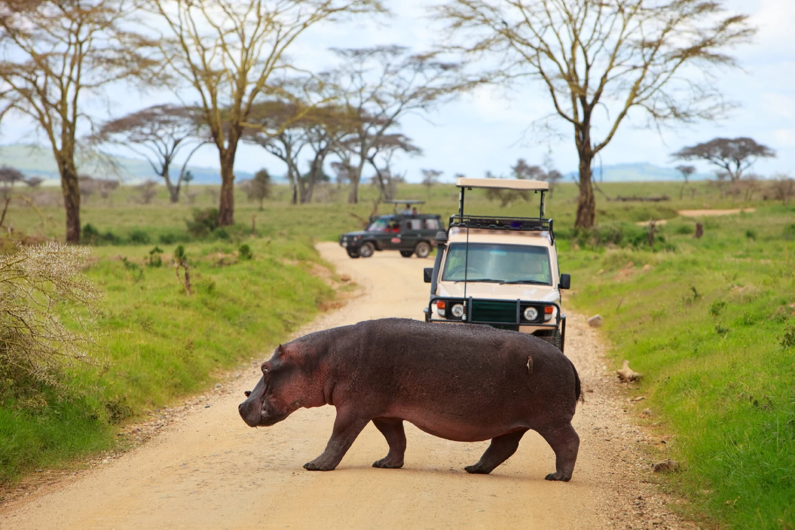 game drive