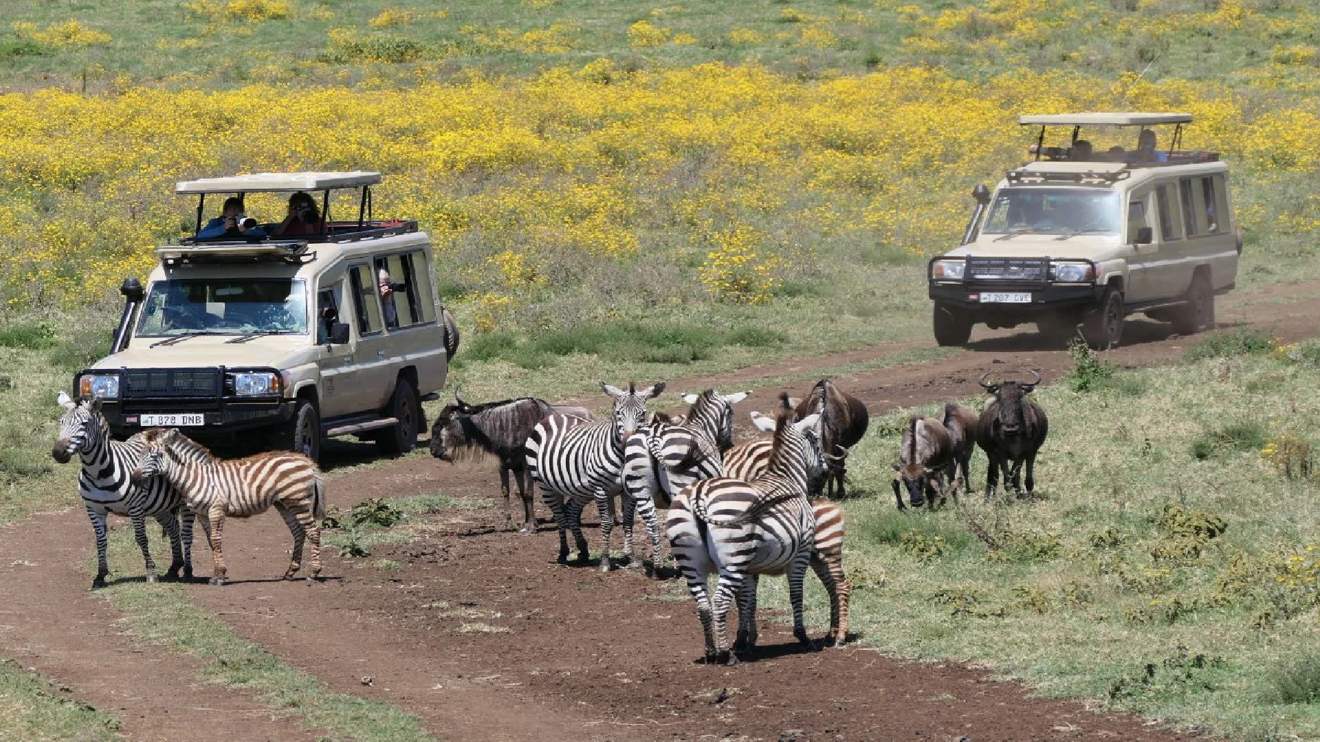 game drive