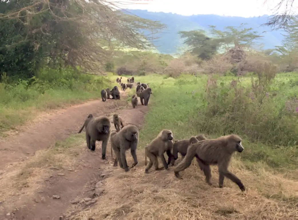 Manyara National Park