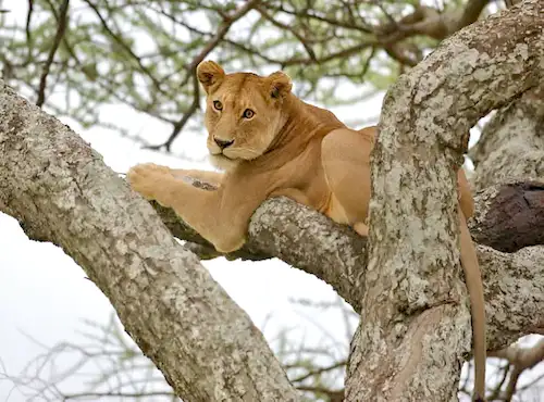 Lake Manyara