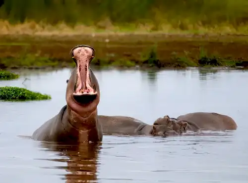 Ngorongoro